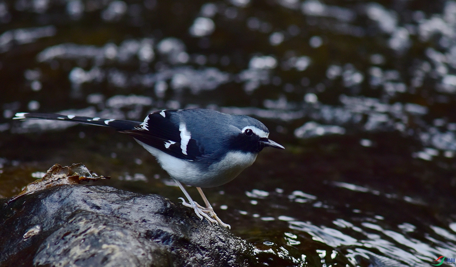 D8I_9900.jpg