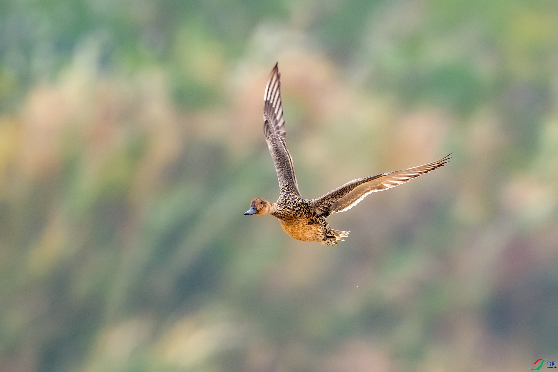 _DSC4448-����ǿ-NR ����С.jpg