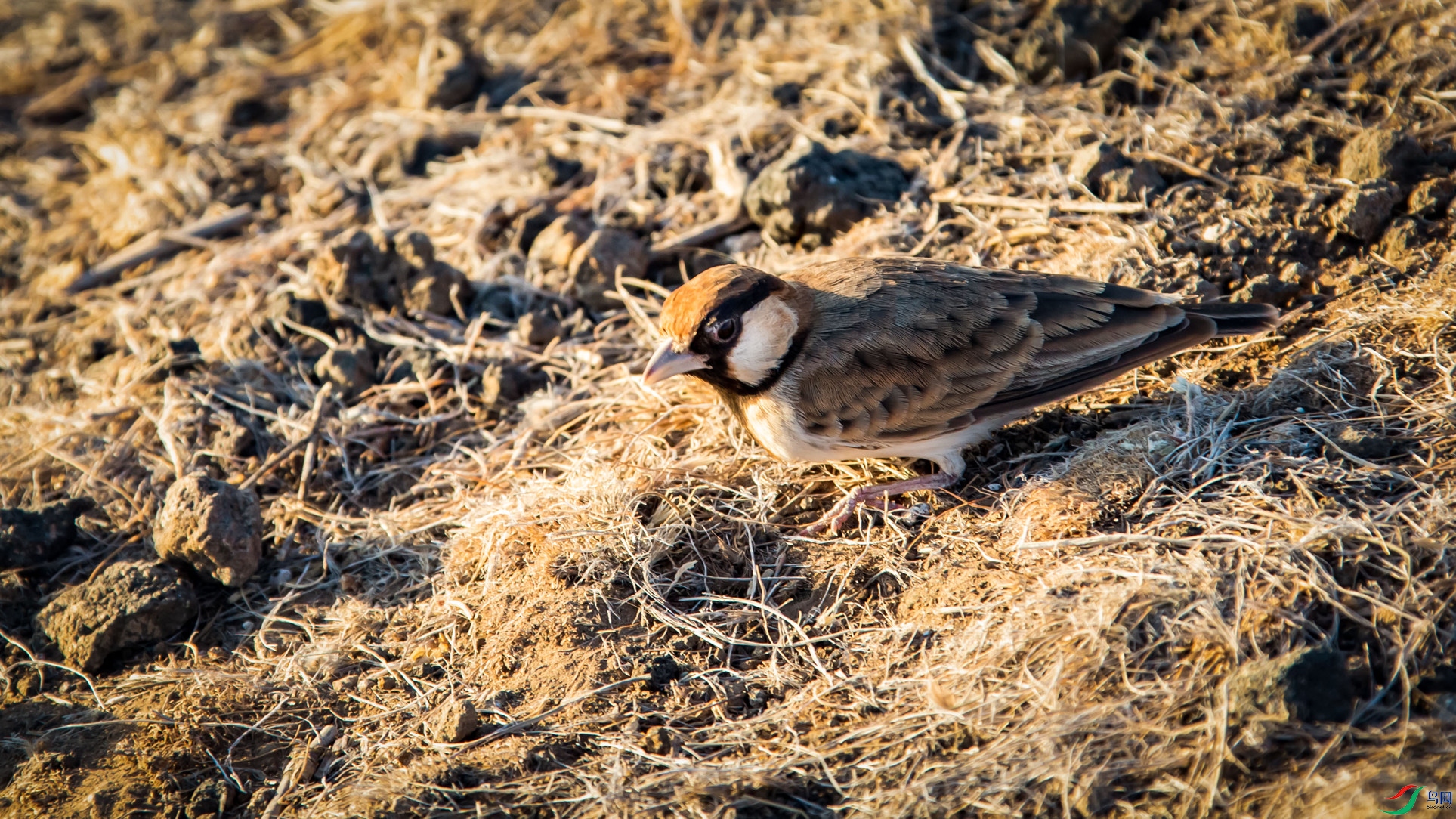�׼�ȸ����