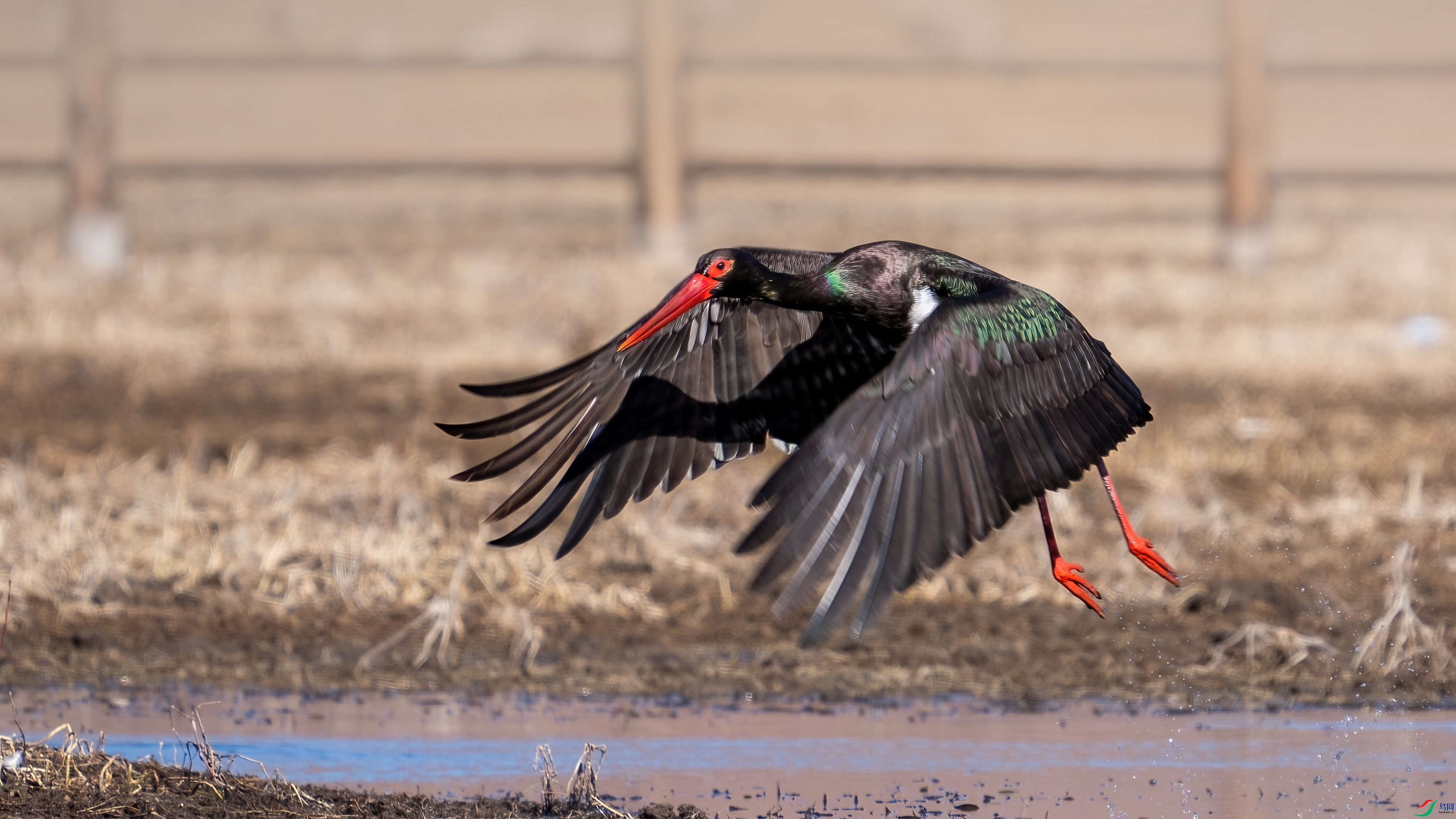 DSC09723 ����.jpg