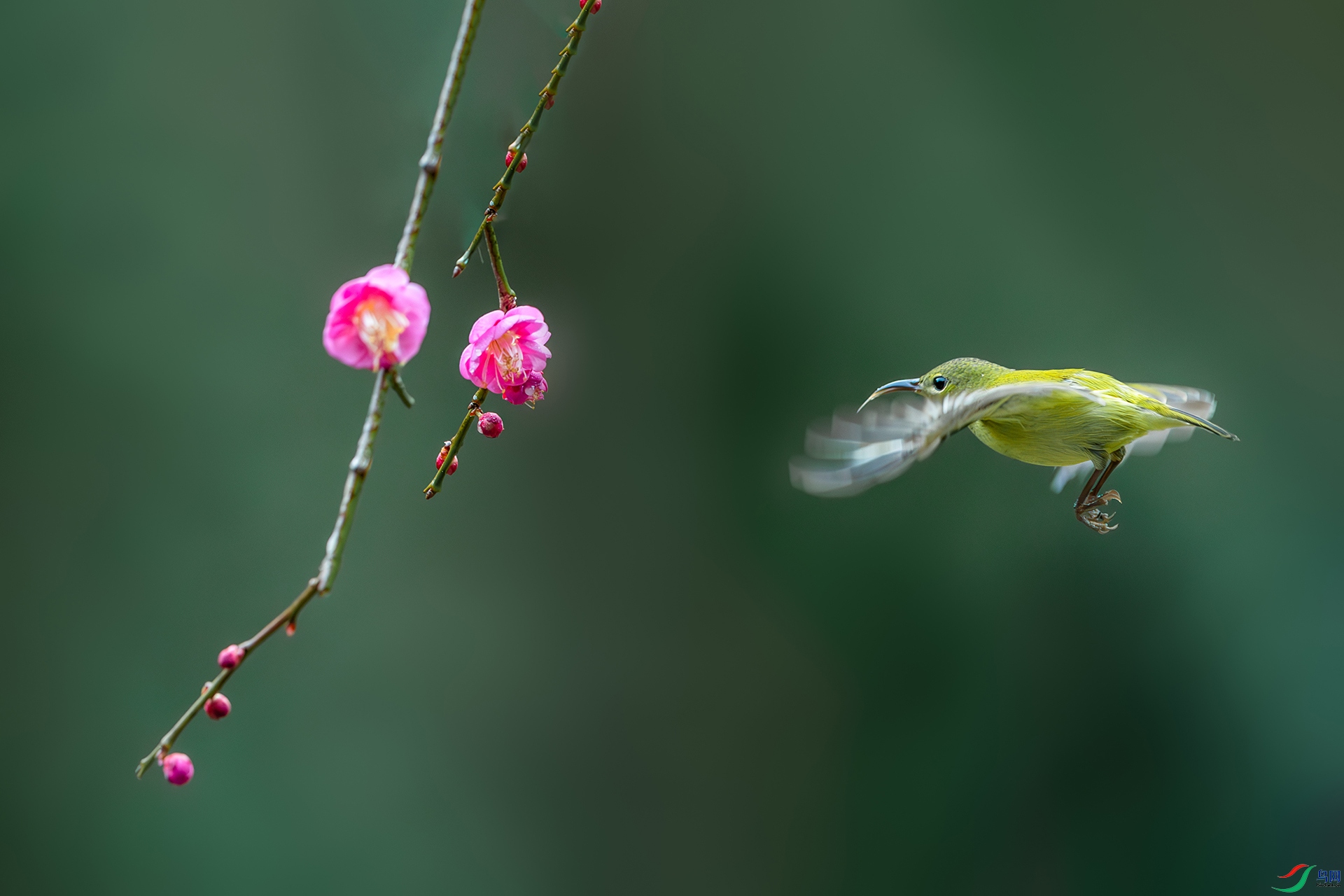 1I9A0526-1ab.jpg