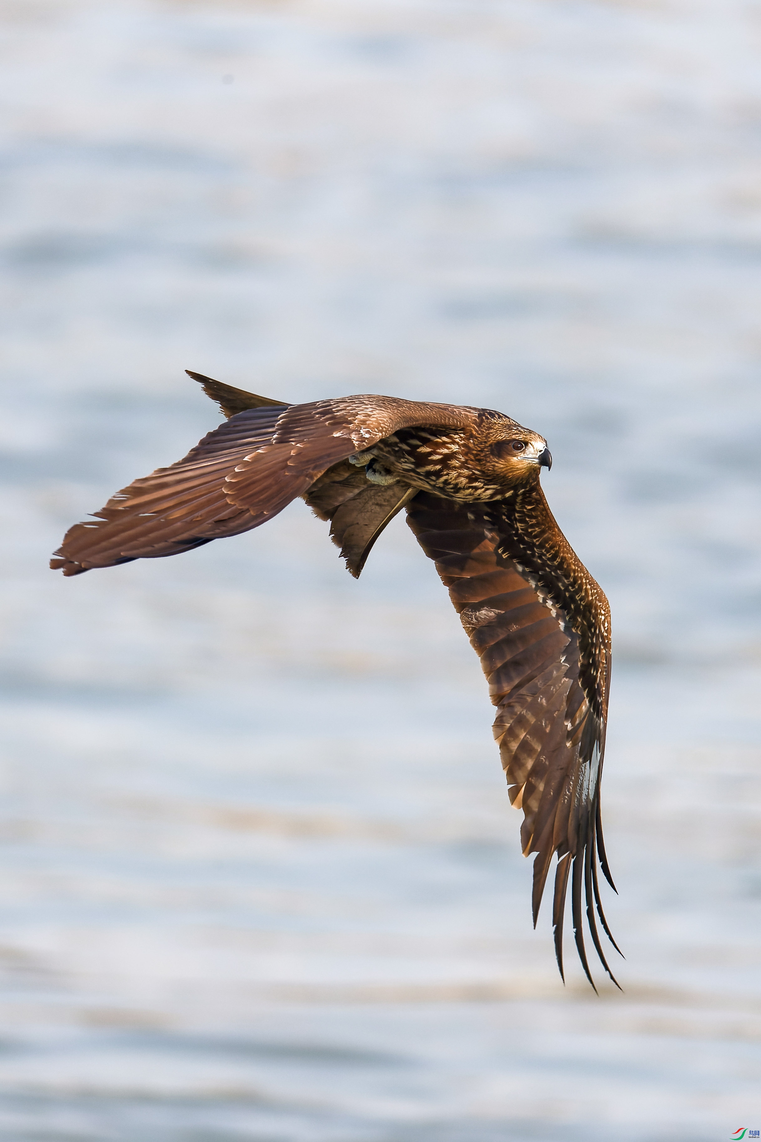 2X2_0582-CR2_DxO_DeepPRIME-1.jpg