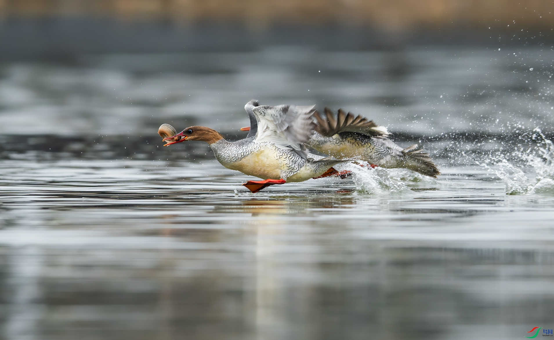 _DSC5251-NEF_DxO_DeepPRIME-1.jpg