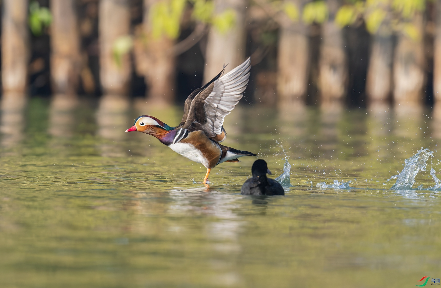 _DSC9387-NEF_DxO_DeepPRIME-1.jpg