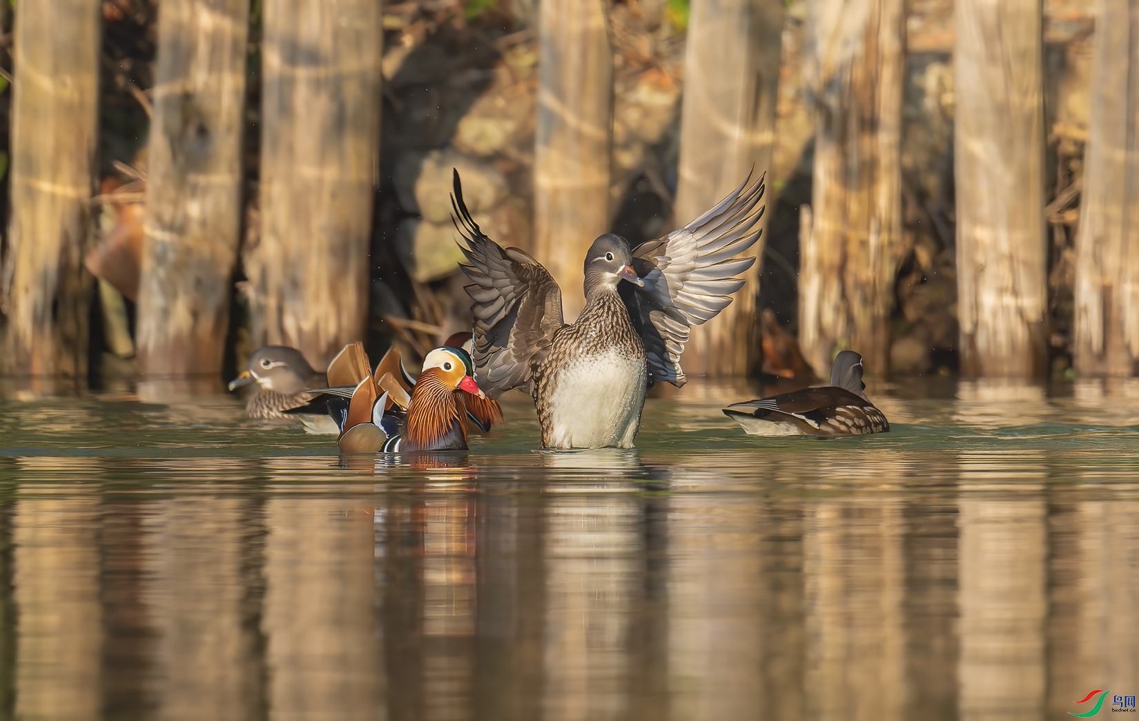 _DSC9160-NEF_DxO_DeepPRIME-1.jpg