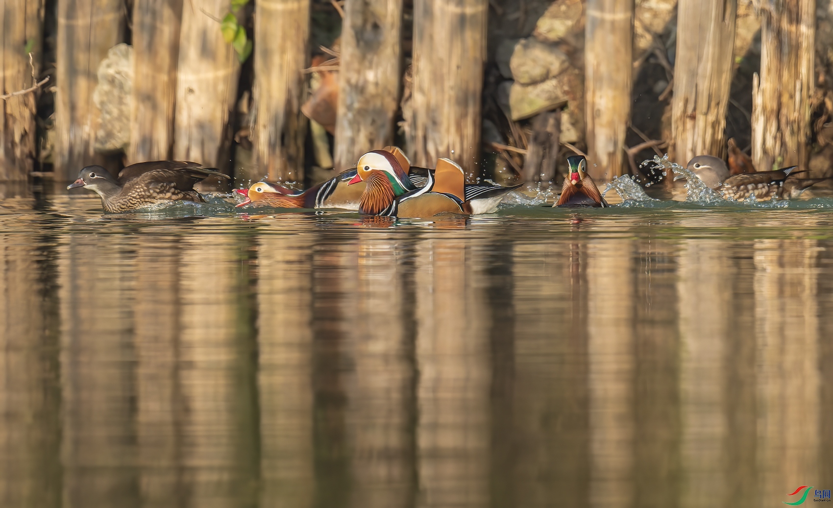 _DSC9129-NEF_DxO_DeepPRIME-1.jpg
