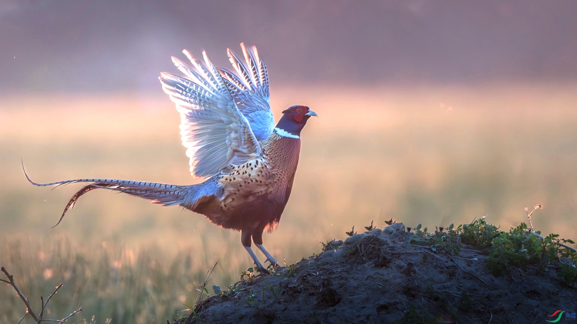 1_XXL9672-����ǿ-NR ����.jpeg