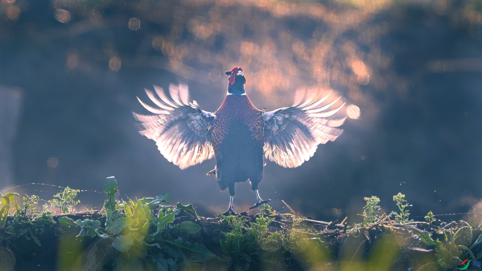 1_XXL4986-����ǿ-NR ����.jpeg