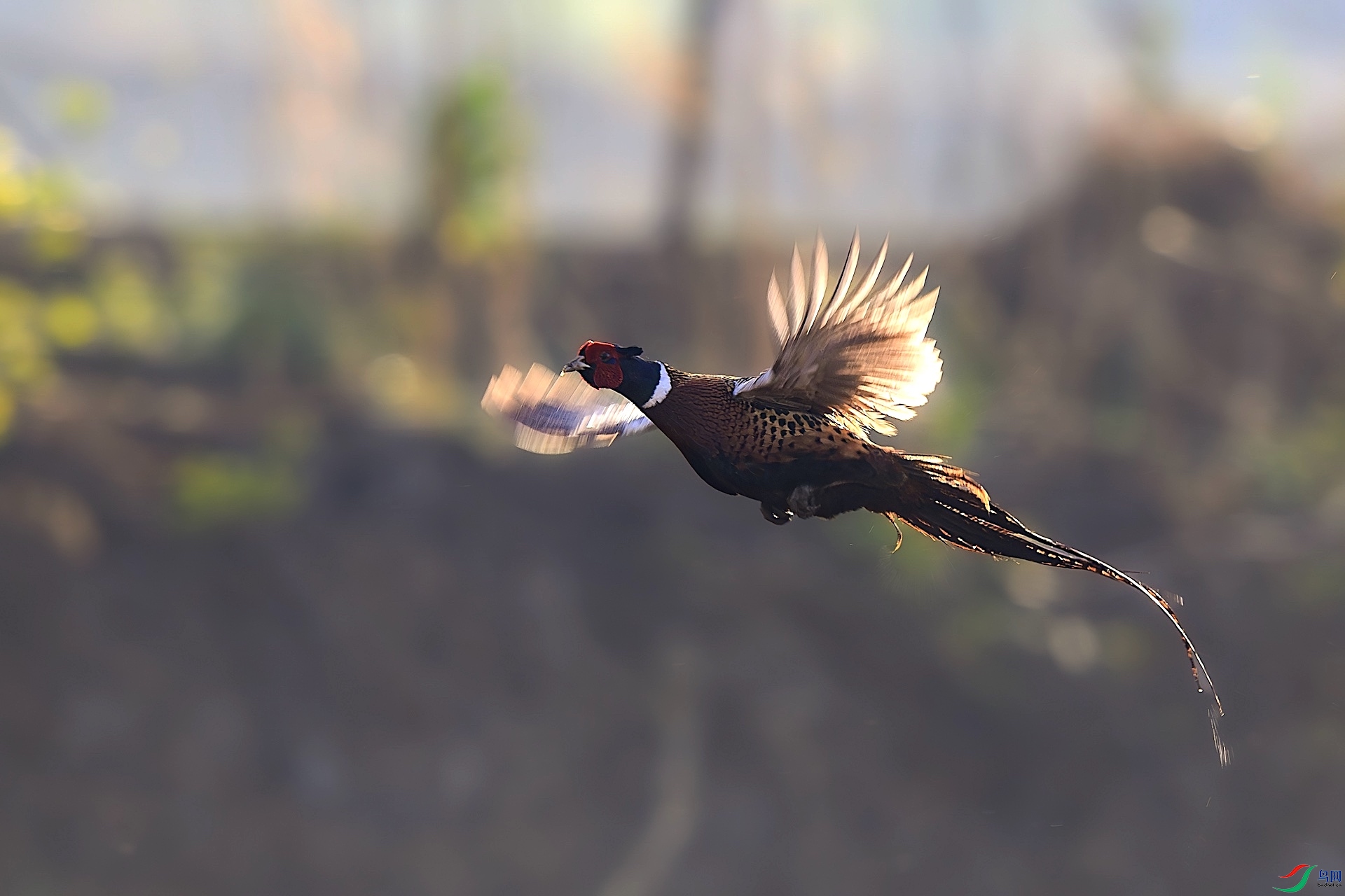 1_XXL5022-����ǿ-NR ����.jpeg