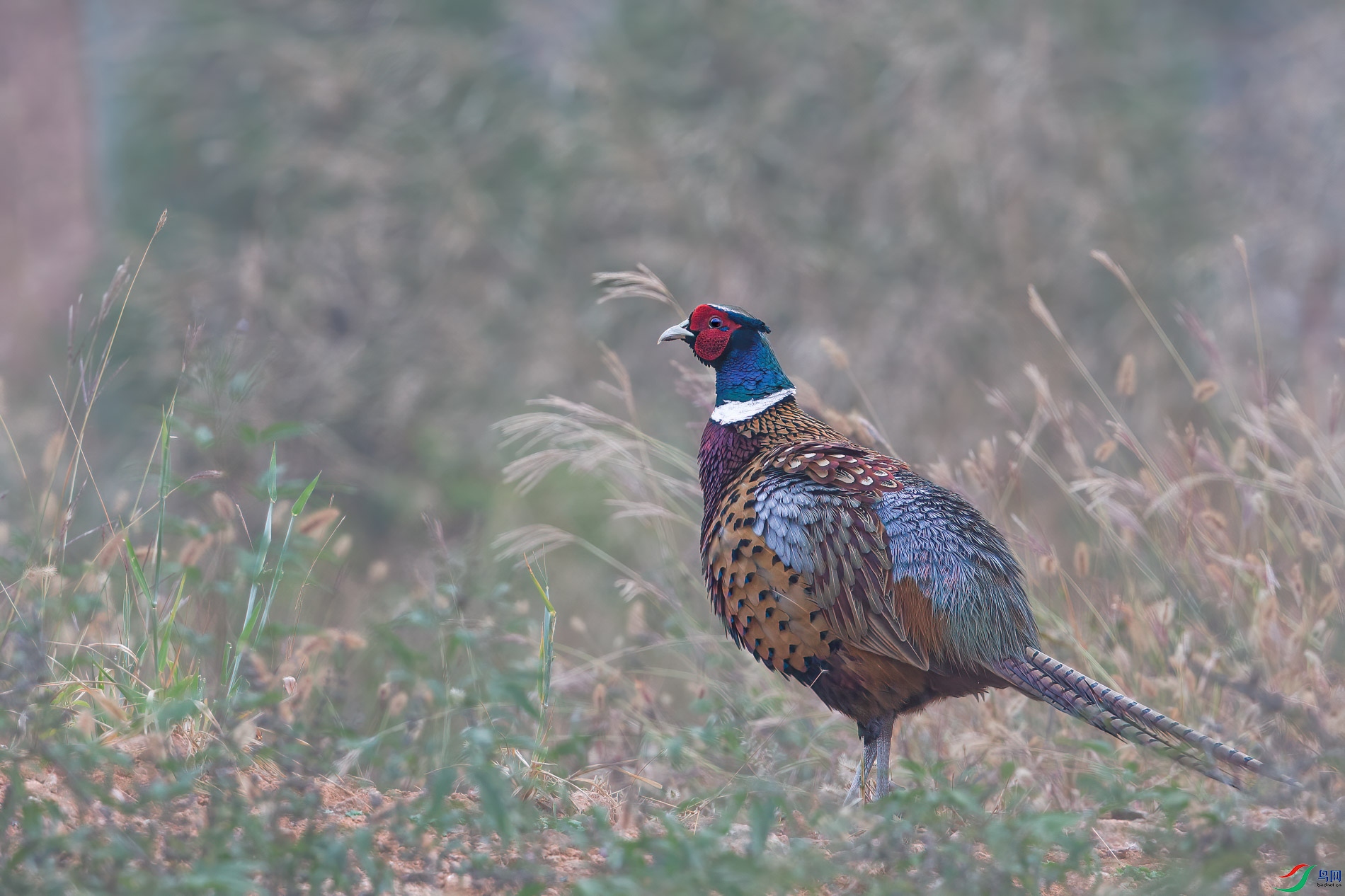AQ4P0227-1.jpg