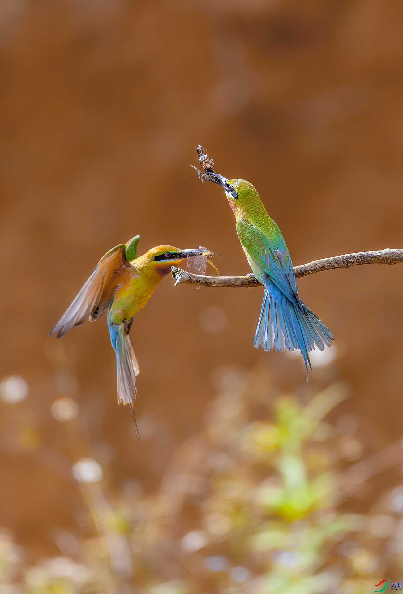 407A6433 ����-Sha-----1 .jpg