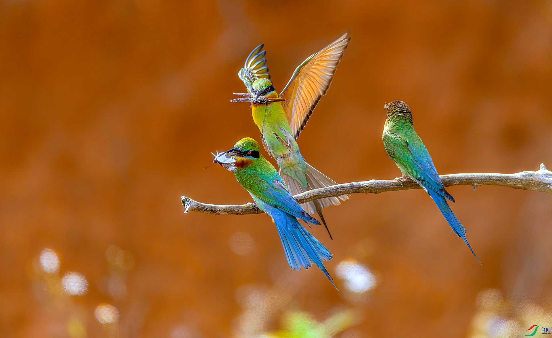 407A6958 ����-Sh---1 .jpg