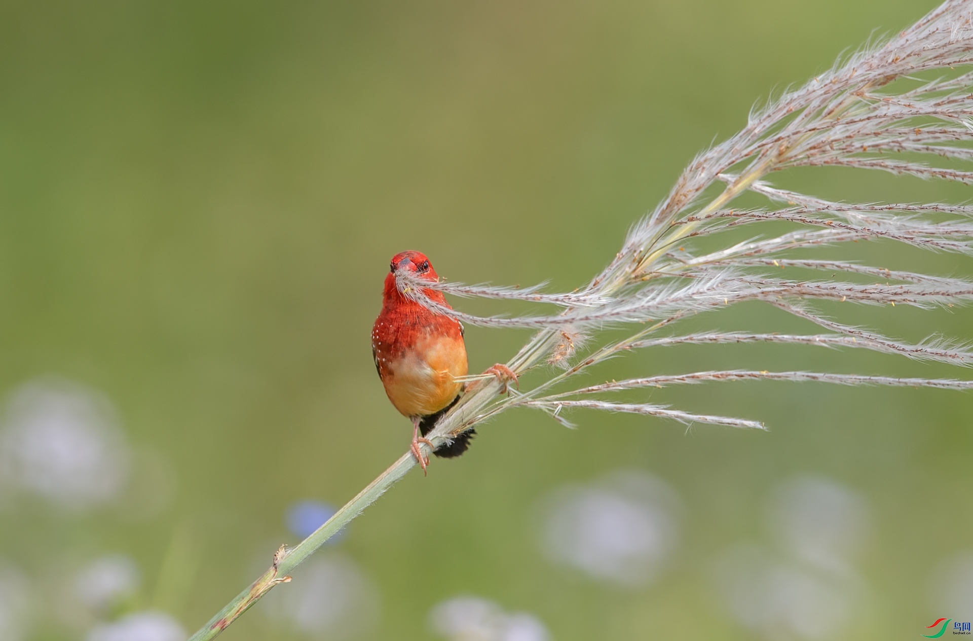 DSC_9426-1.jpg