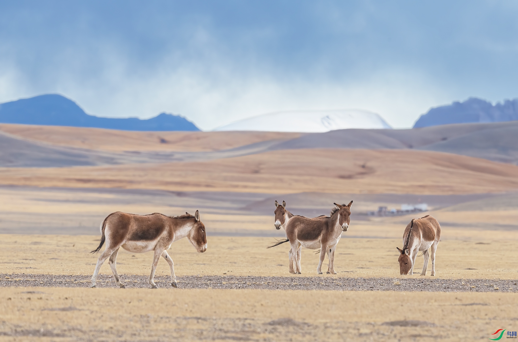 _J1R0050-1.jpg