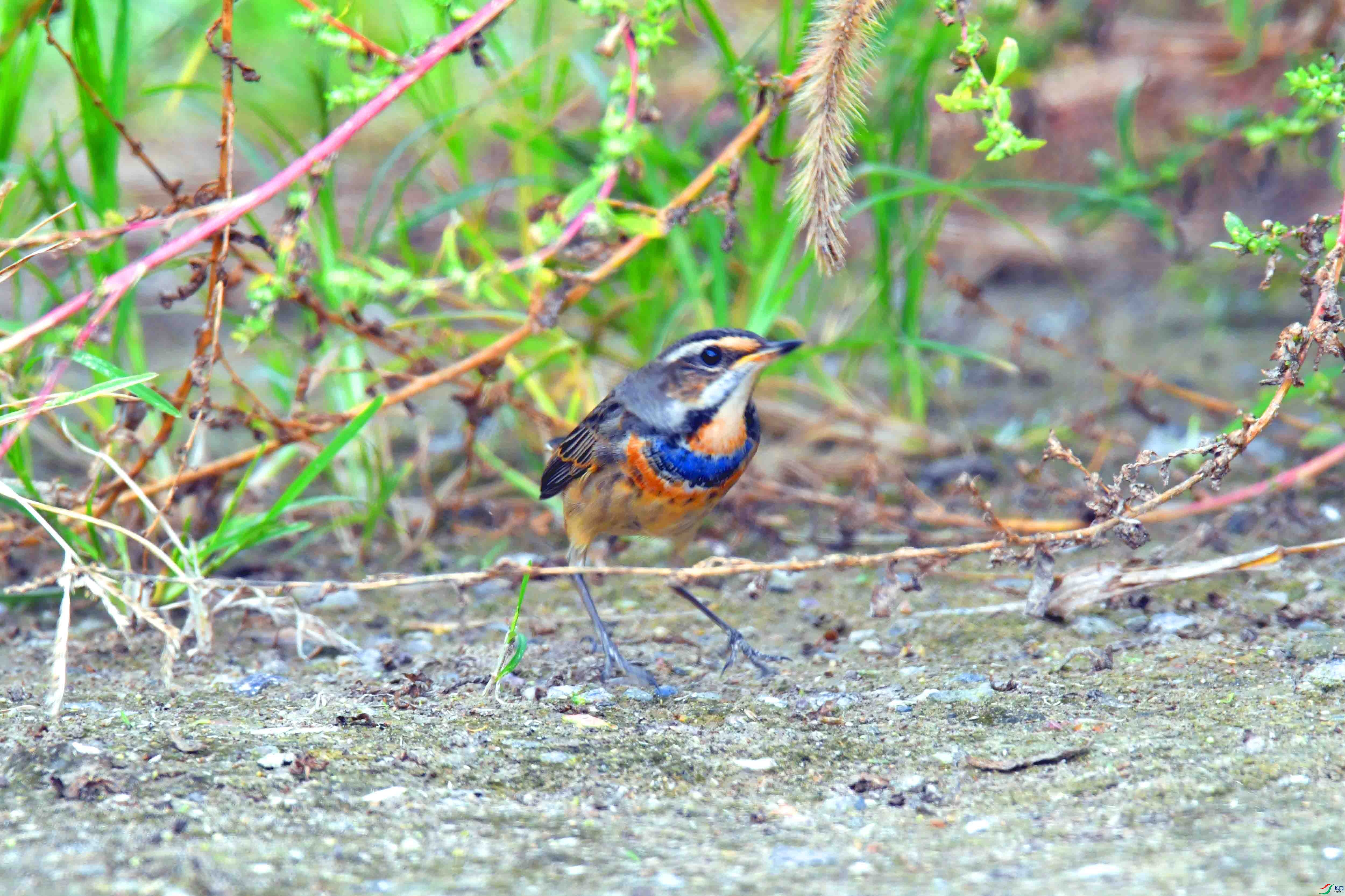 DSC_2103.JPG
