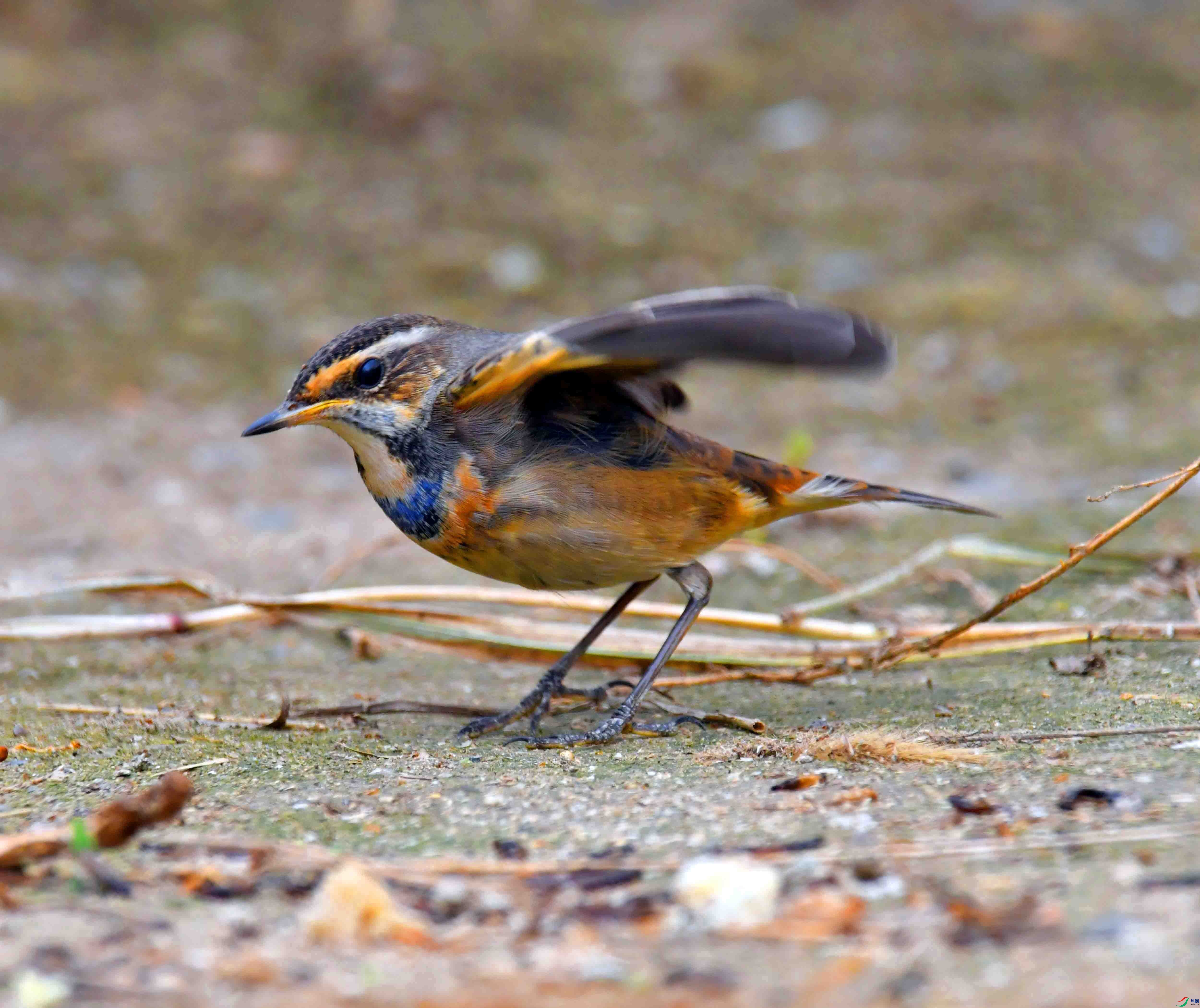 DSC_2227.JPG