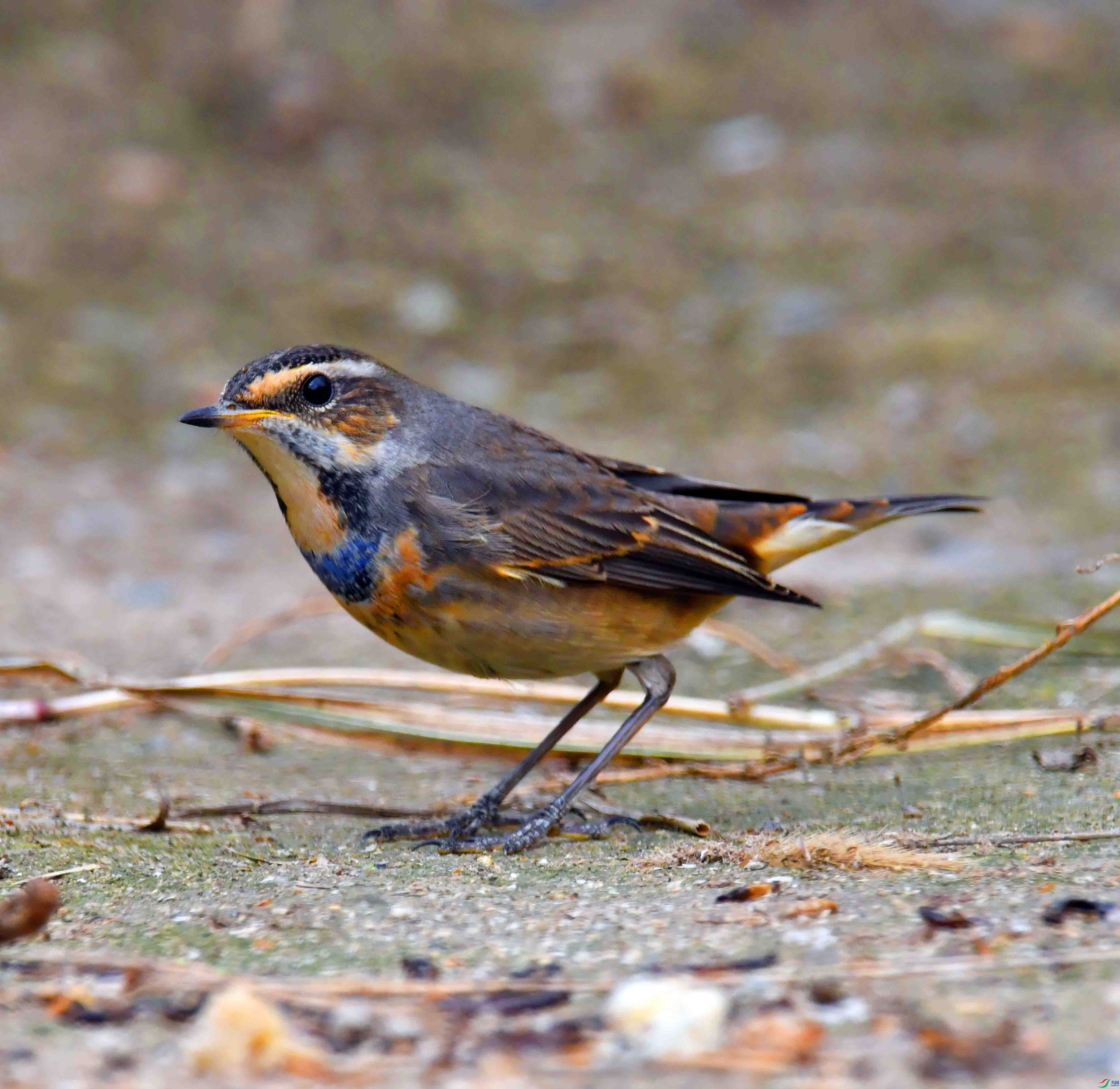 DSC_2225.JPG