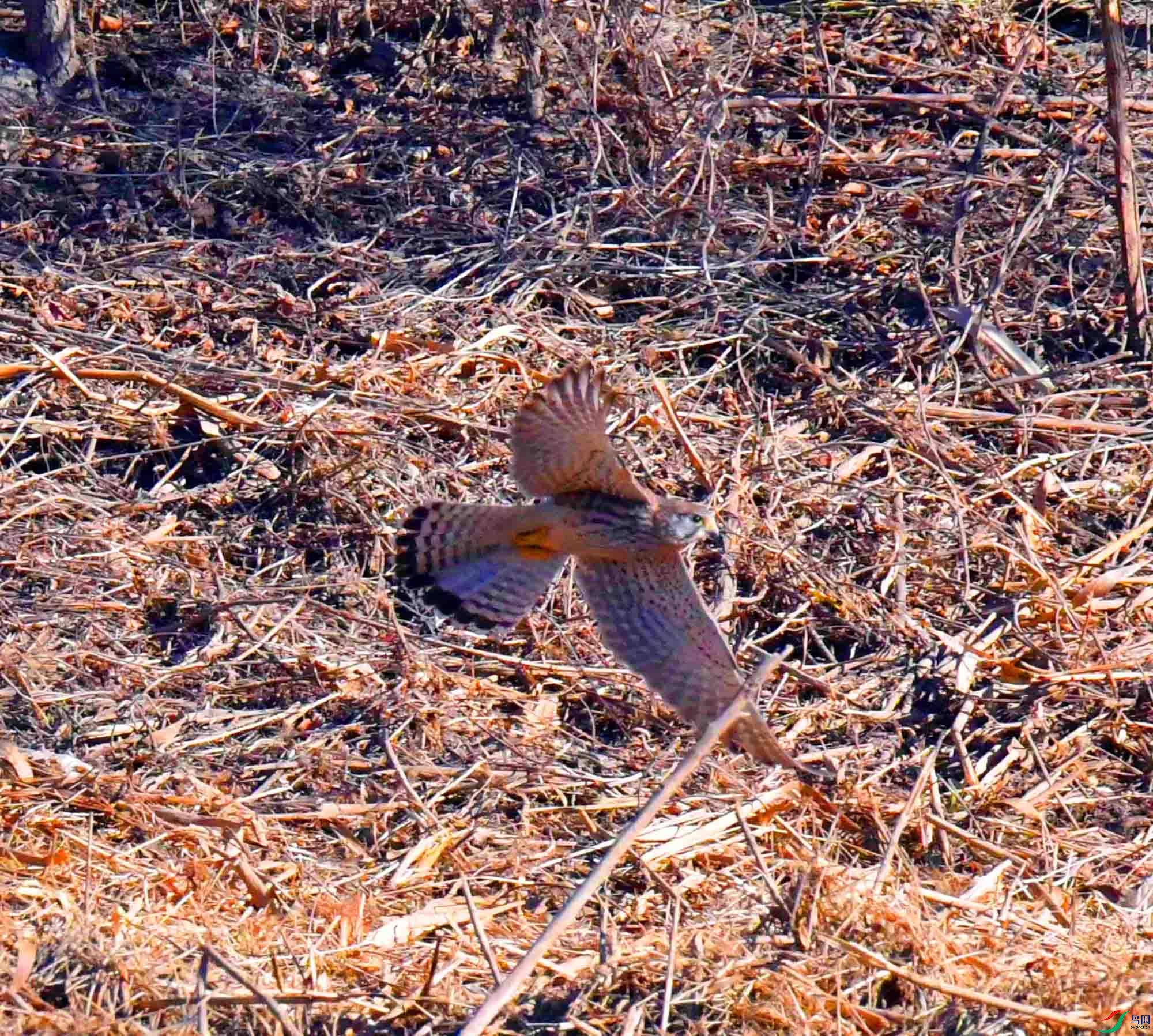 DSC_8174.JPG