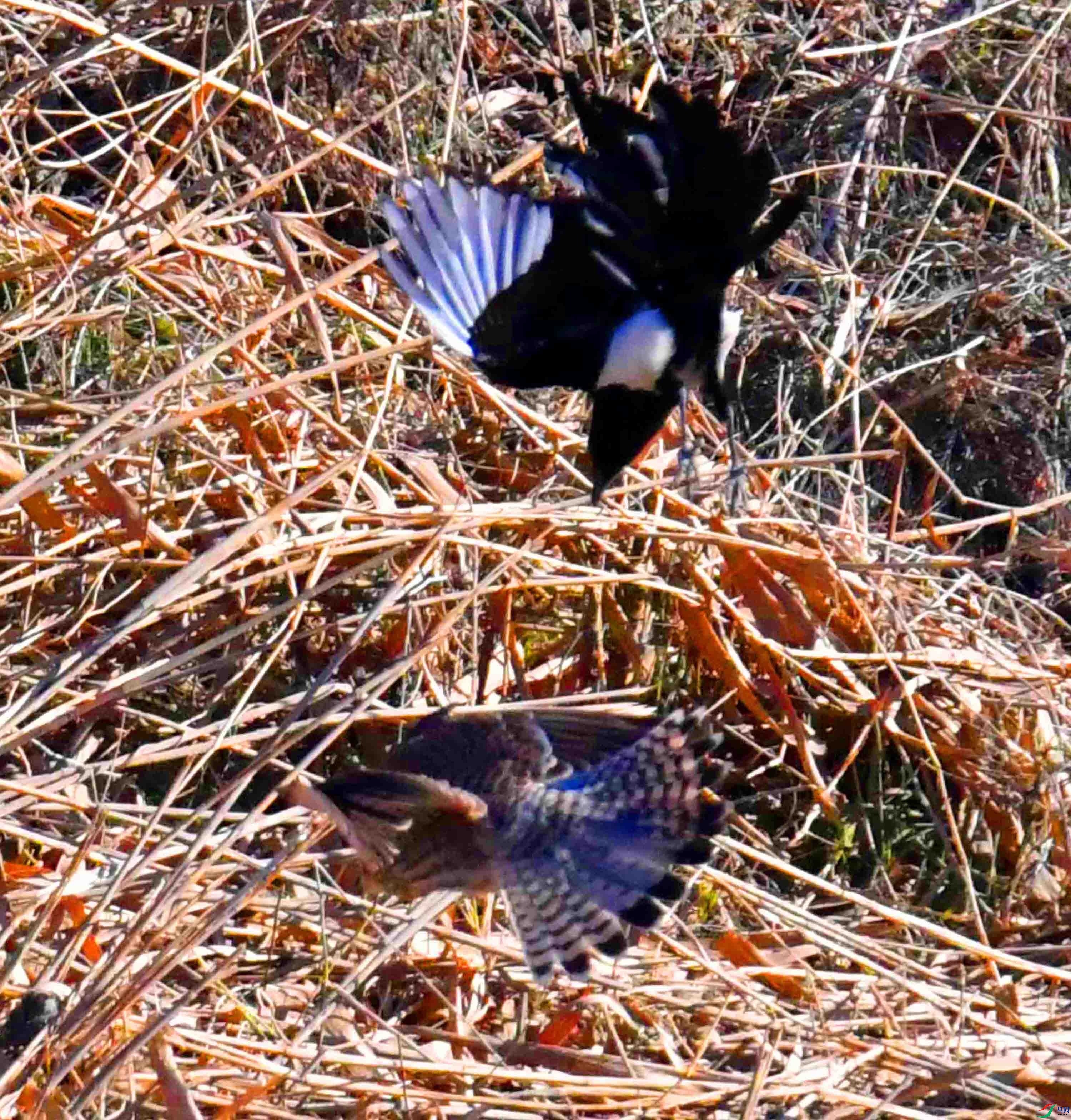 DSC_8204.JPG
