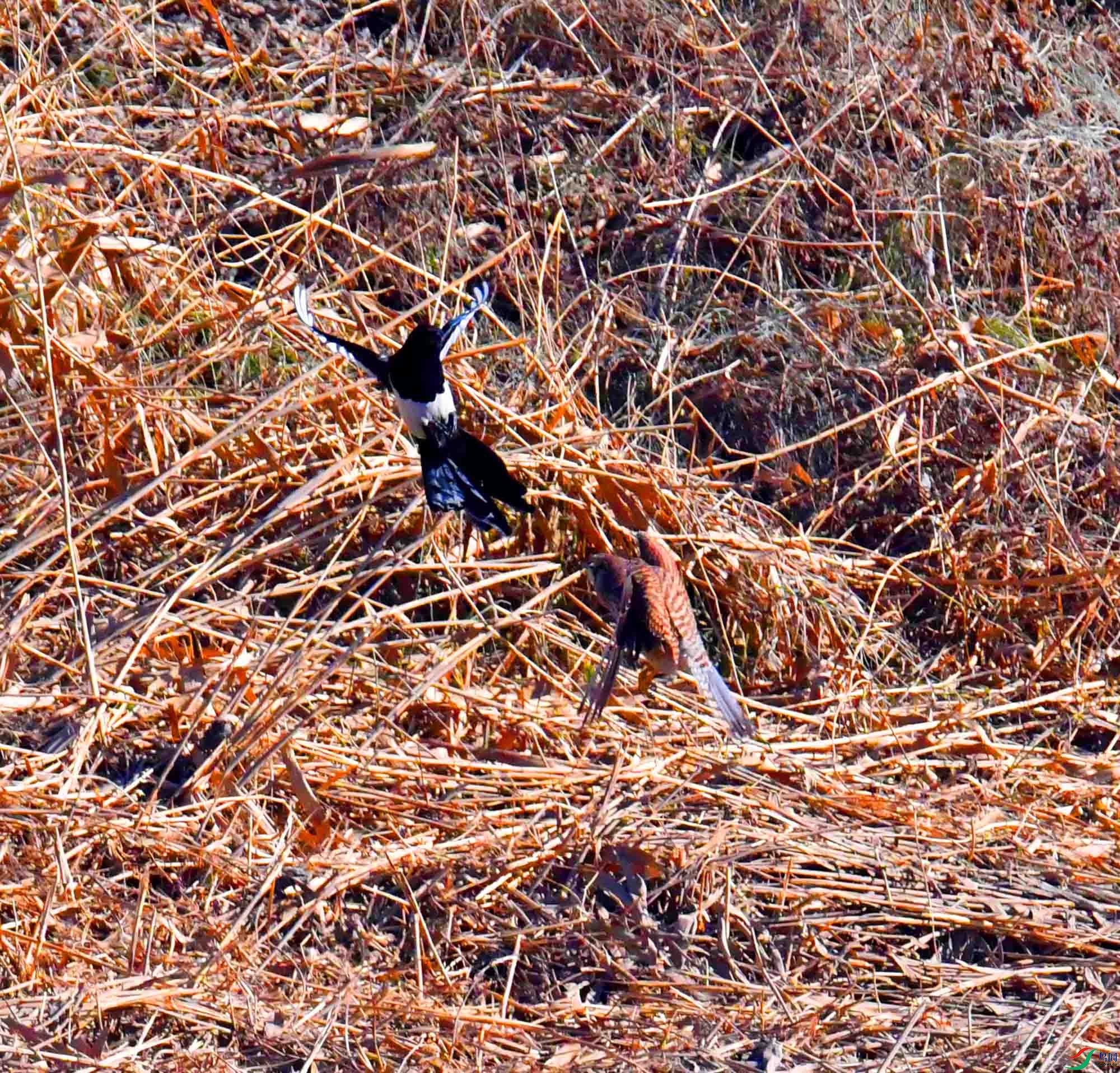 DSC_8202.JPG