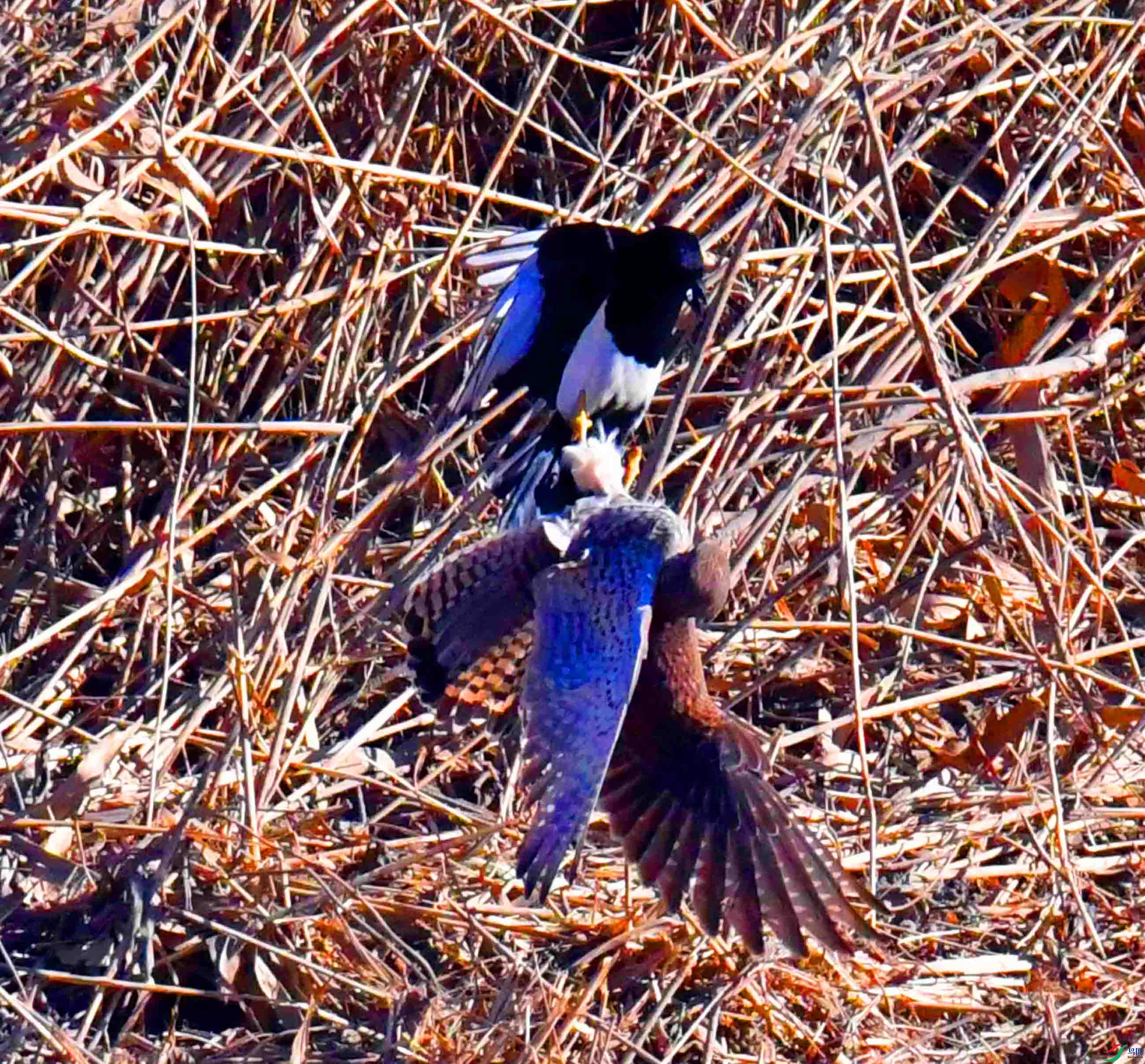 DSC_8208.JPG