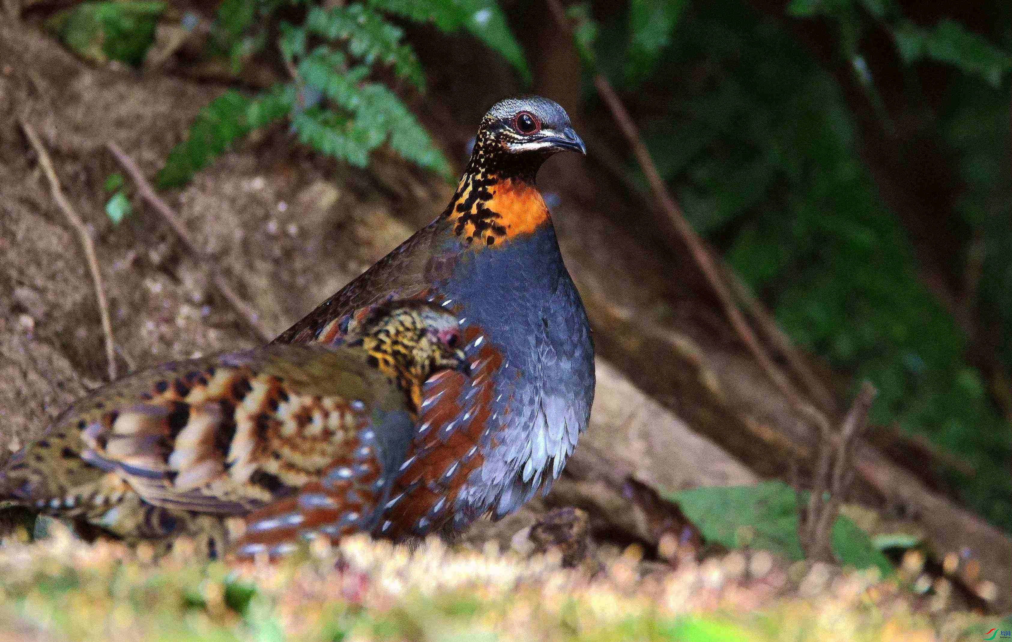 DSC_4213.JPG