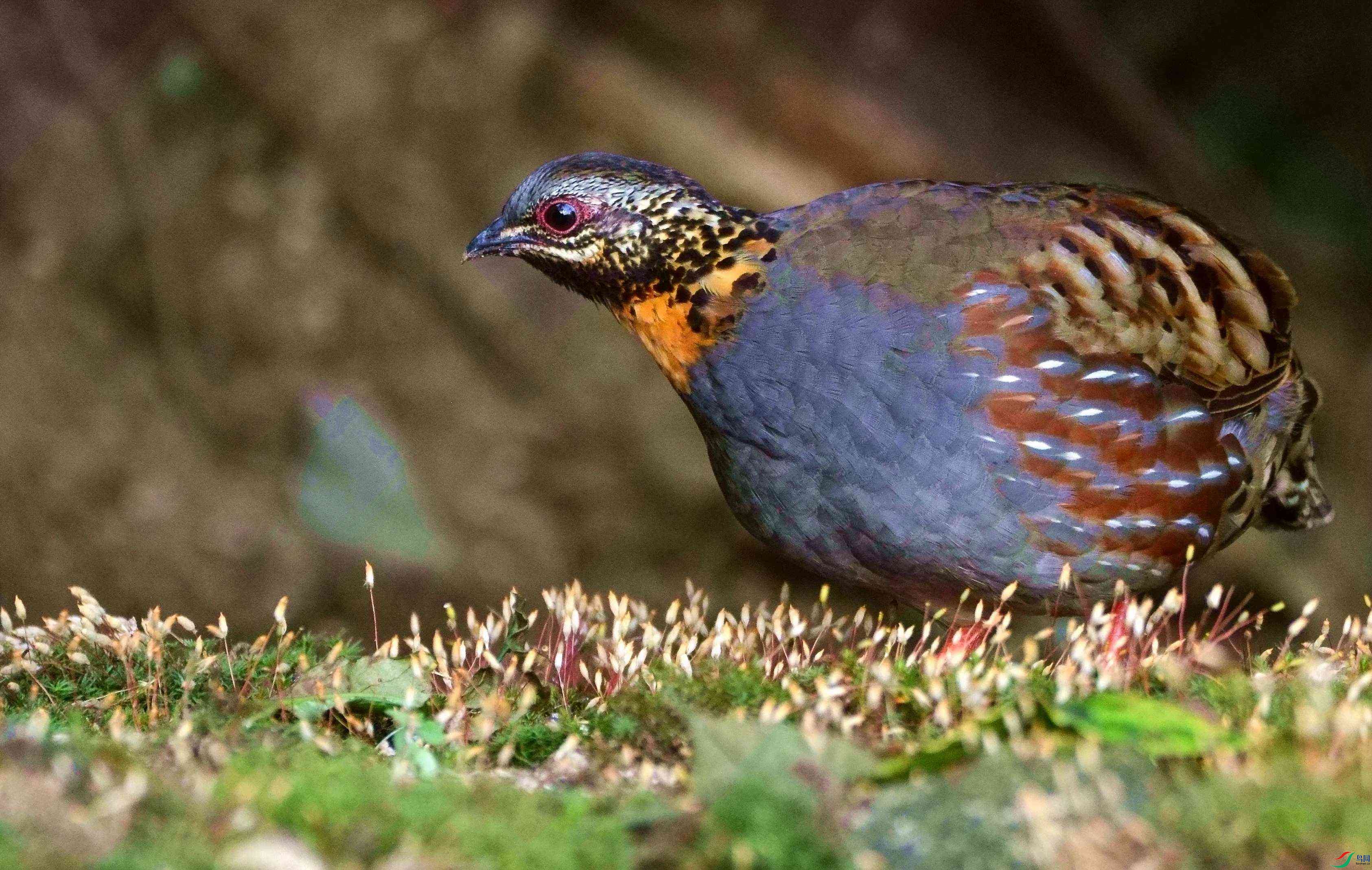 DSC_4370.JPG