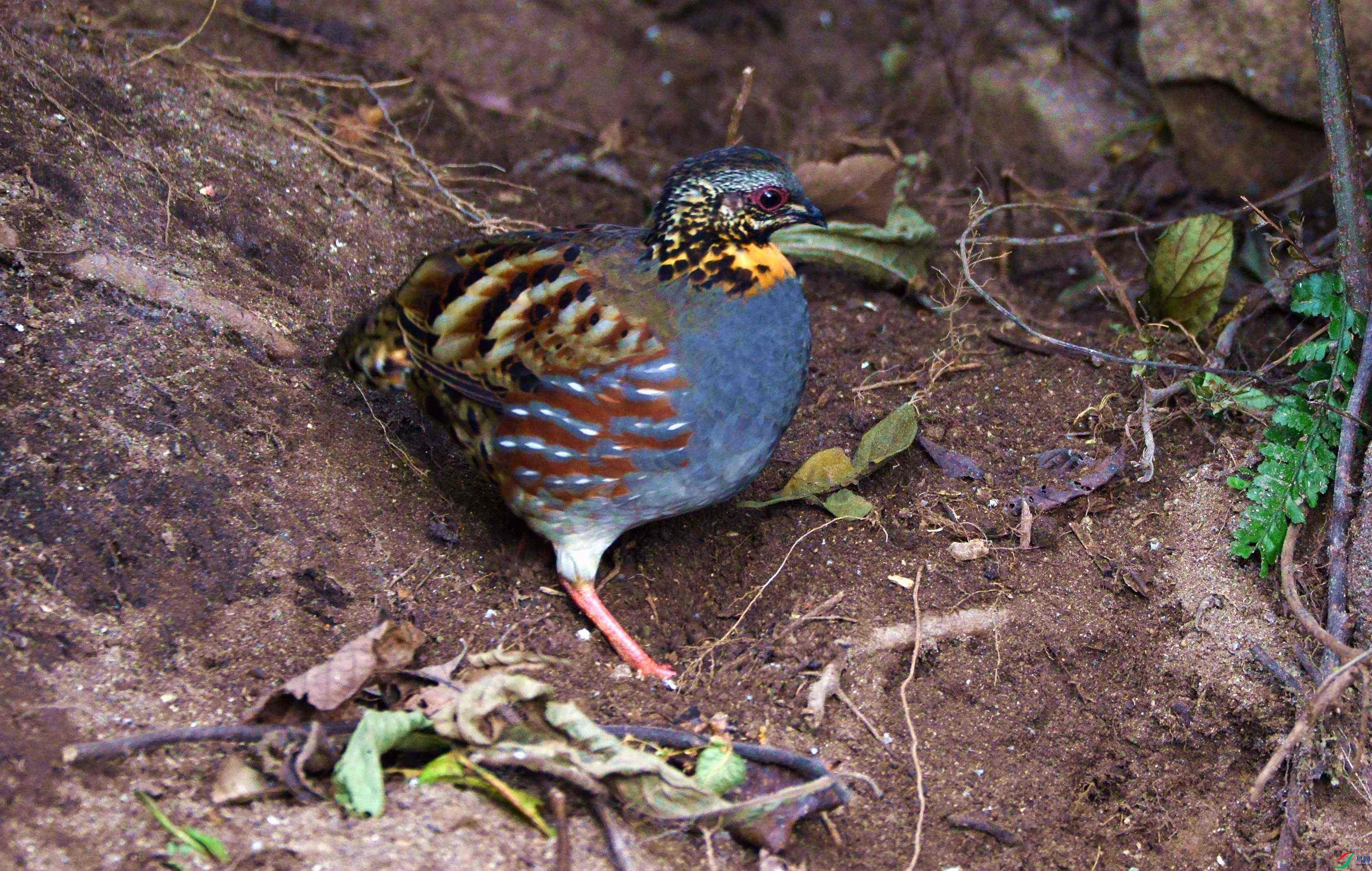 DSC_4344.JPG