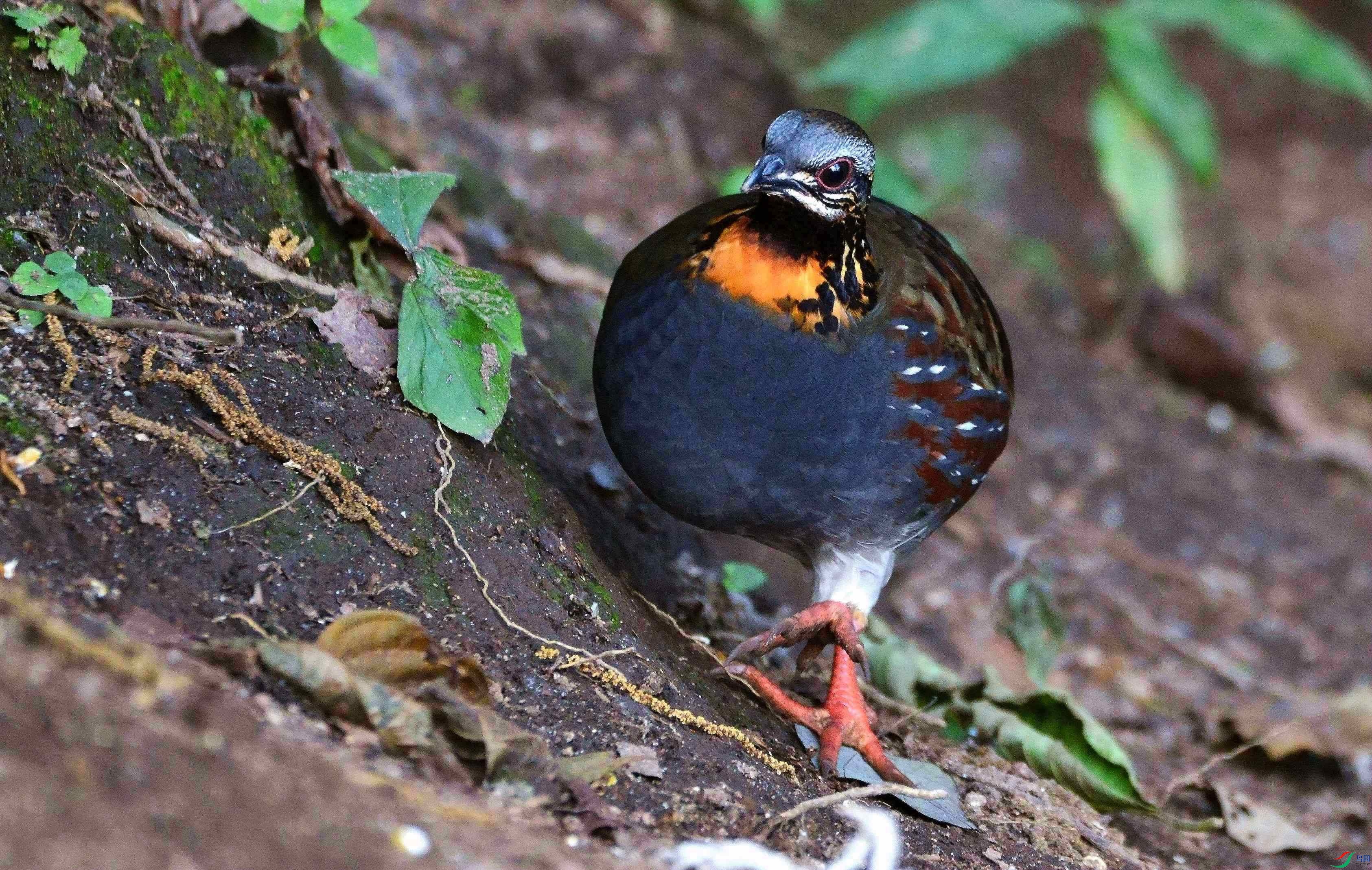 DSC_4377.JPG