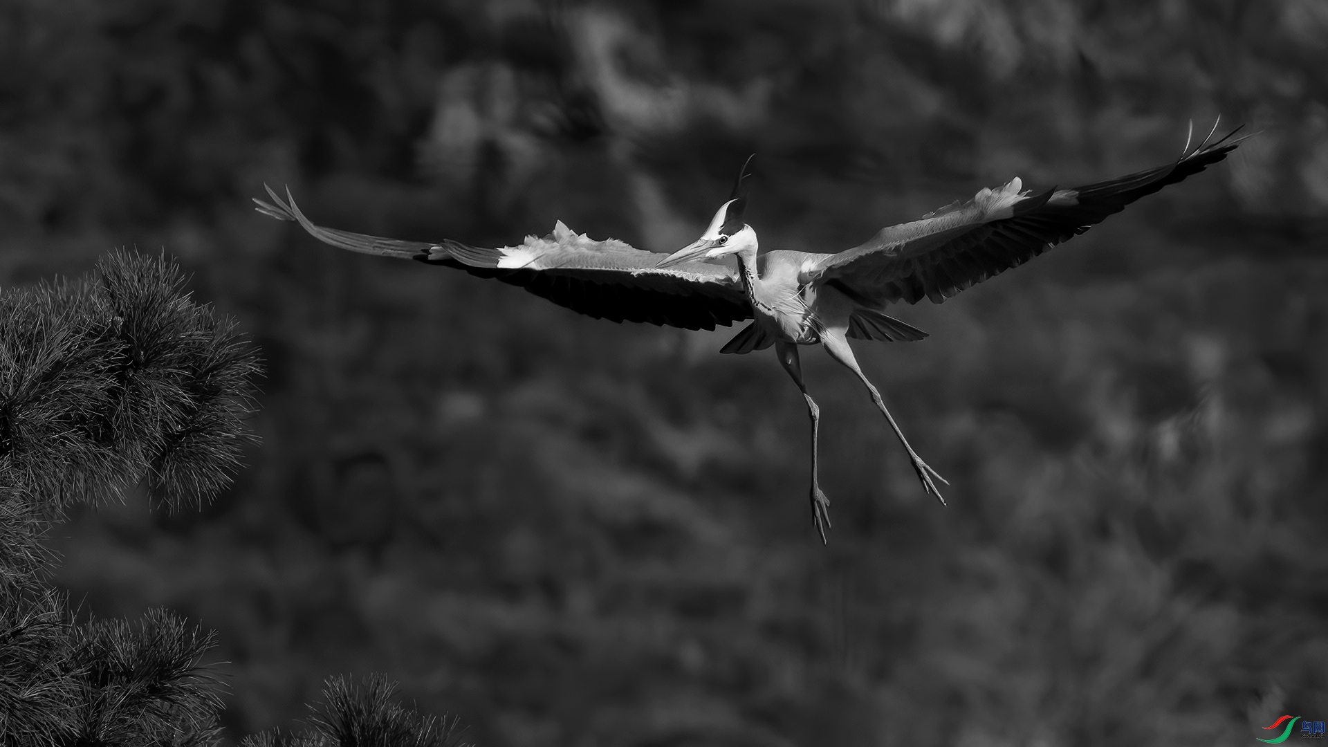 DSC_5433-20230117�� .jpg