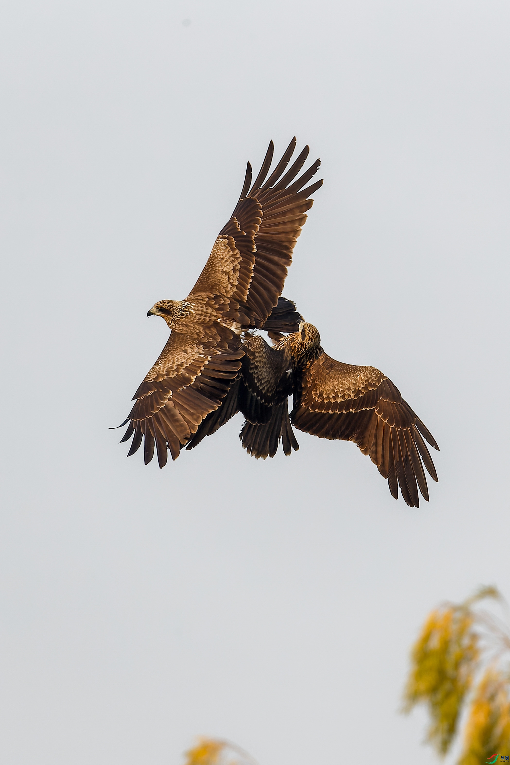 2X2_0523-CR2_DxO_DeepPRIME-1.jpg