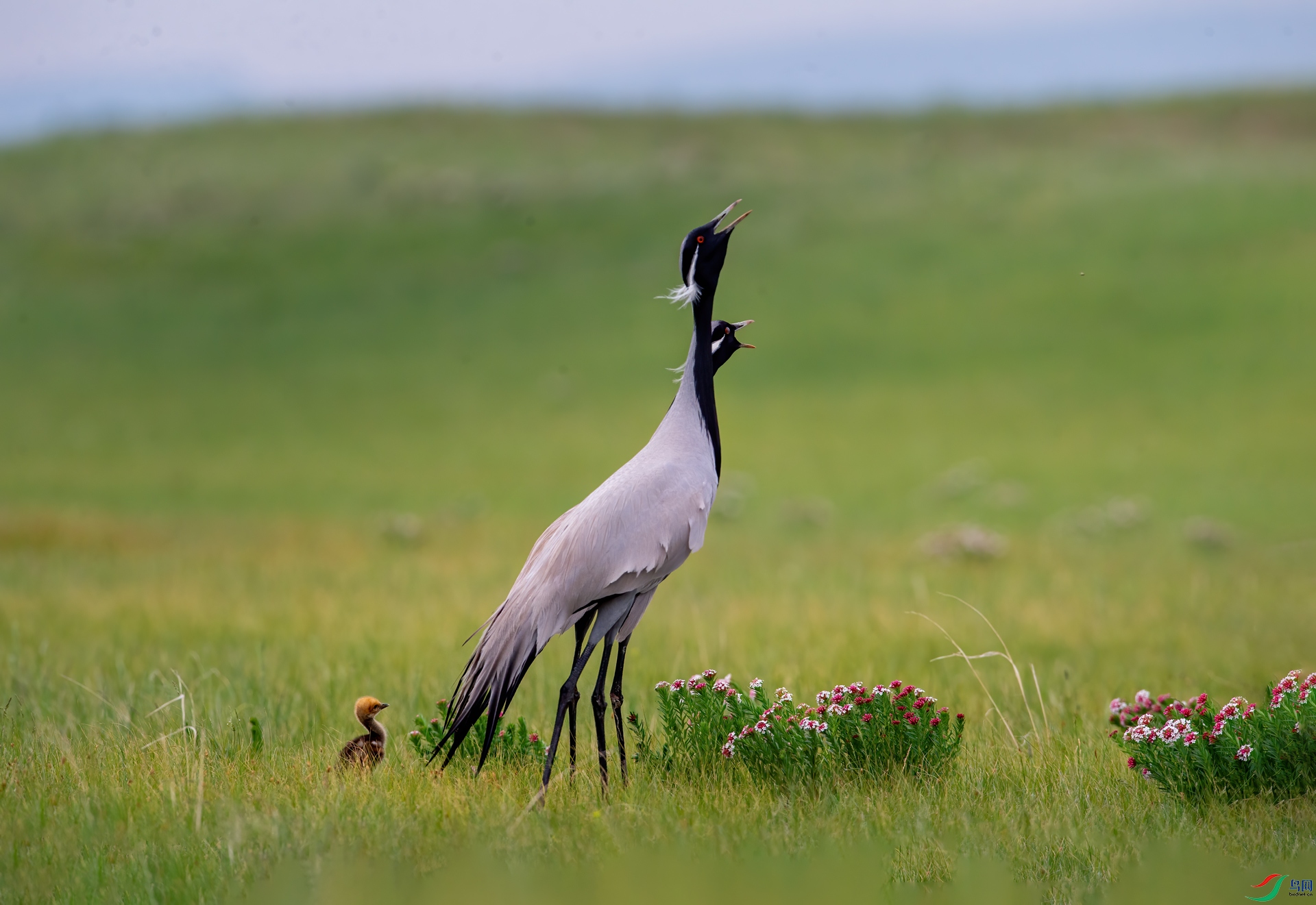 DSC_45663.jpg