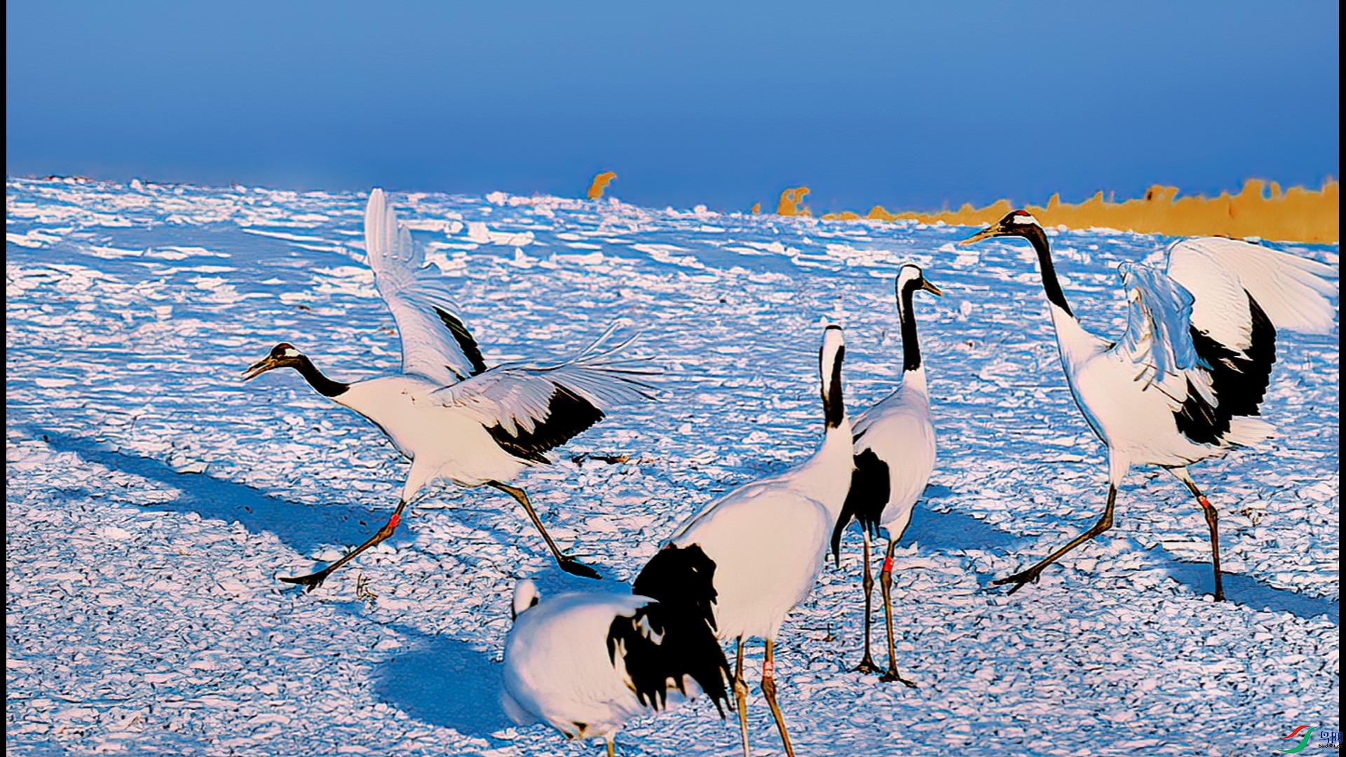 ������ľ��顪��������