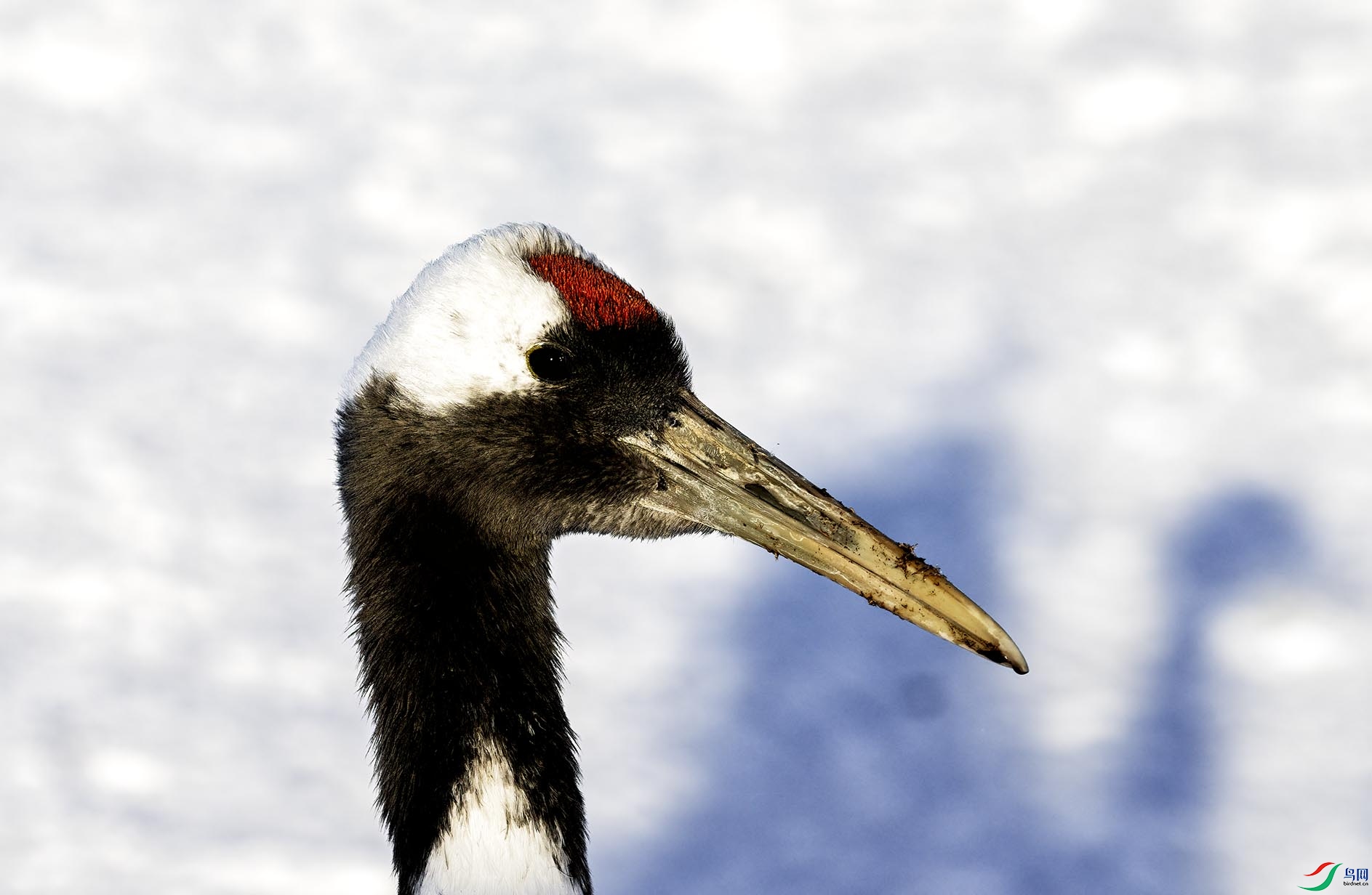 ��Ӱ����