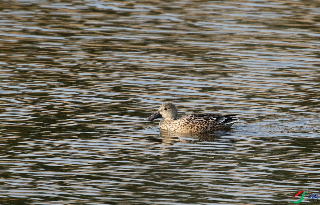 DSC20241225230.jpg