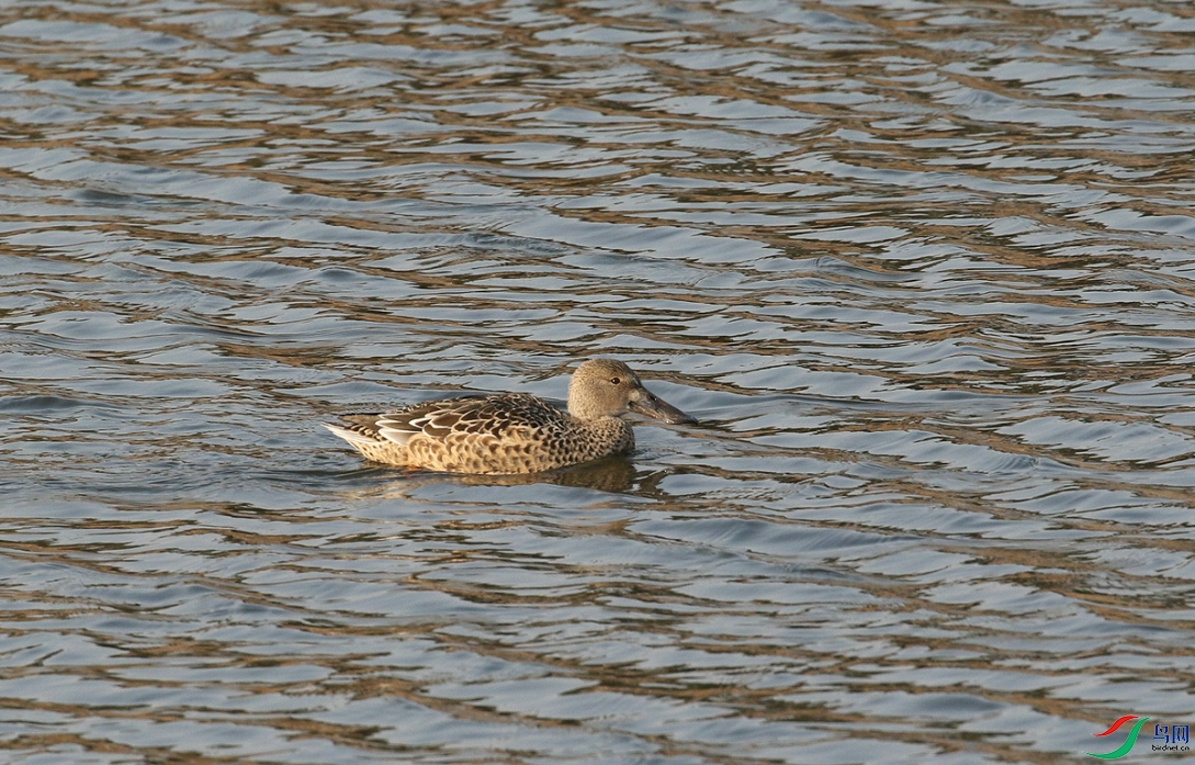 DSC20241225336.jpg