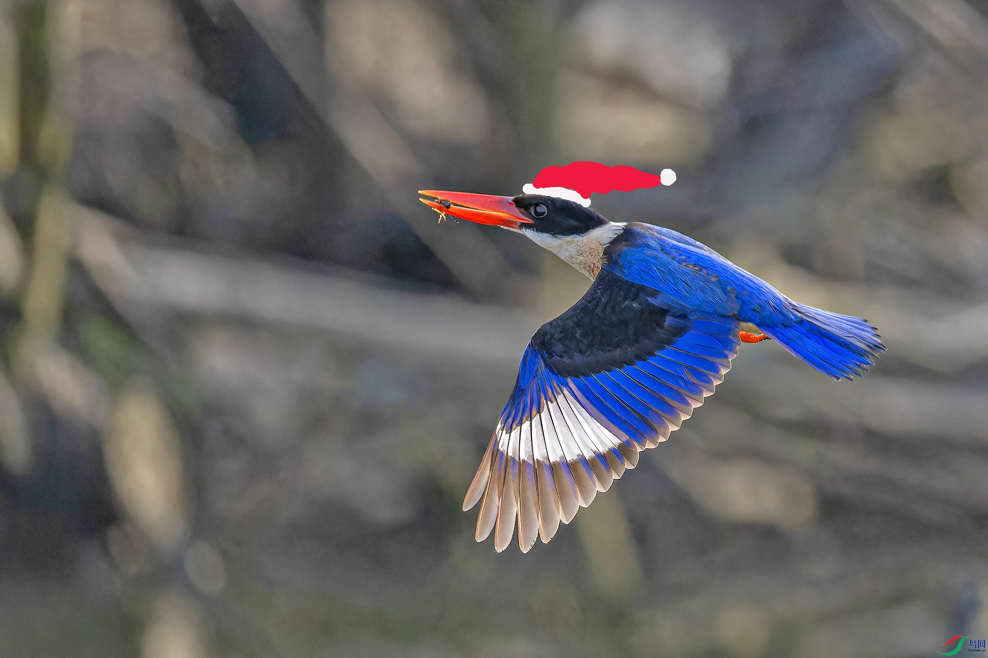 _97A2493-CR3 copy 2.jpg