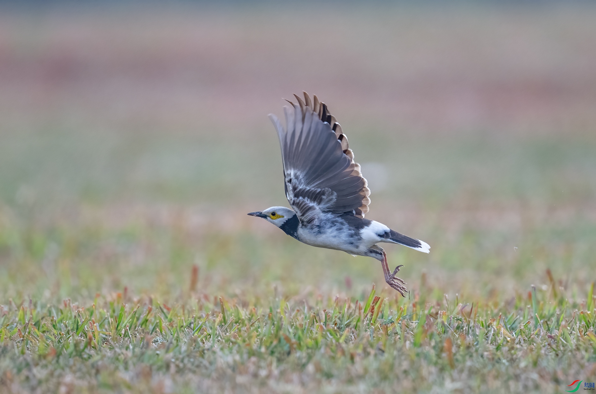 DSC_9661-1.jpg