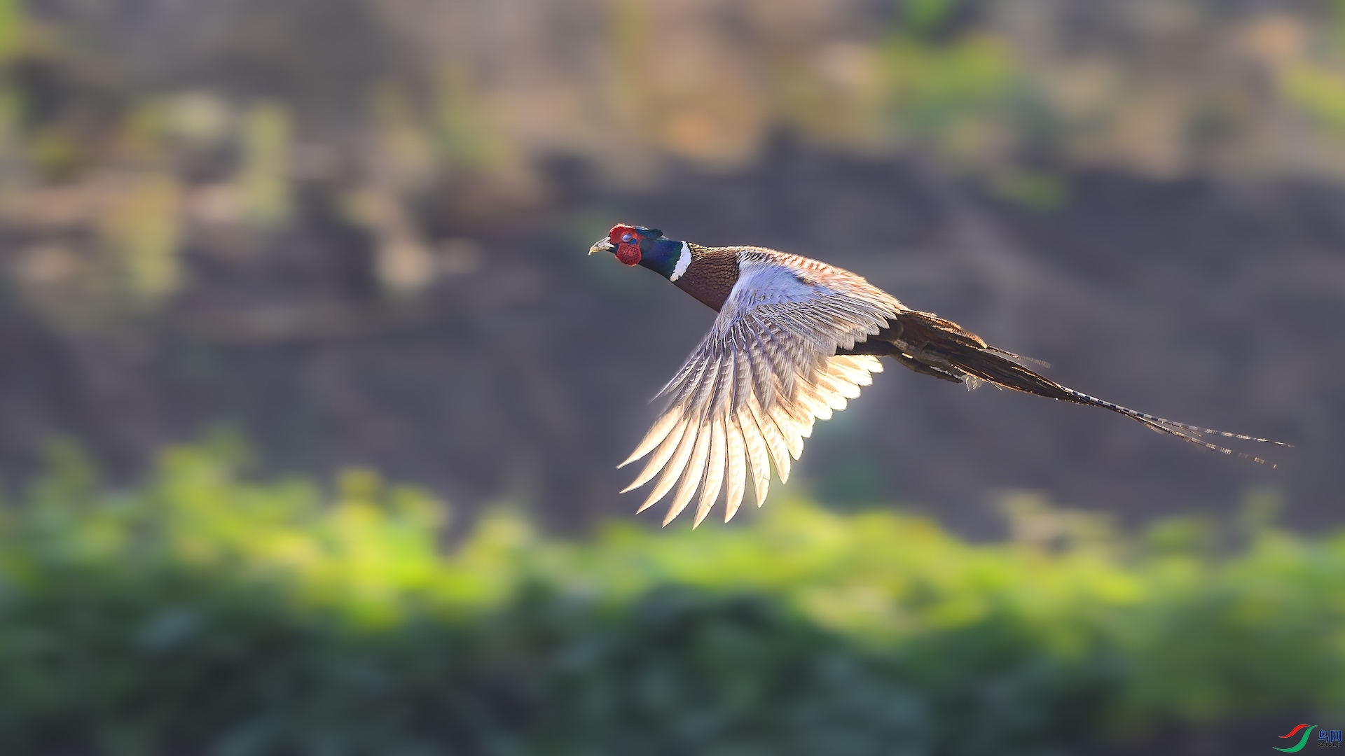 1_XXL5045-����ǿ-NR ����.jpeg