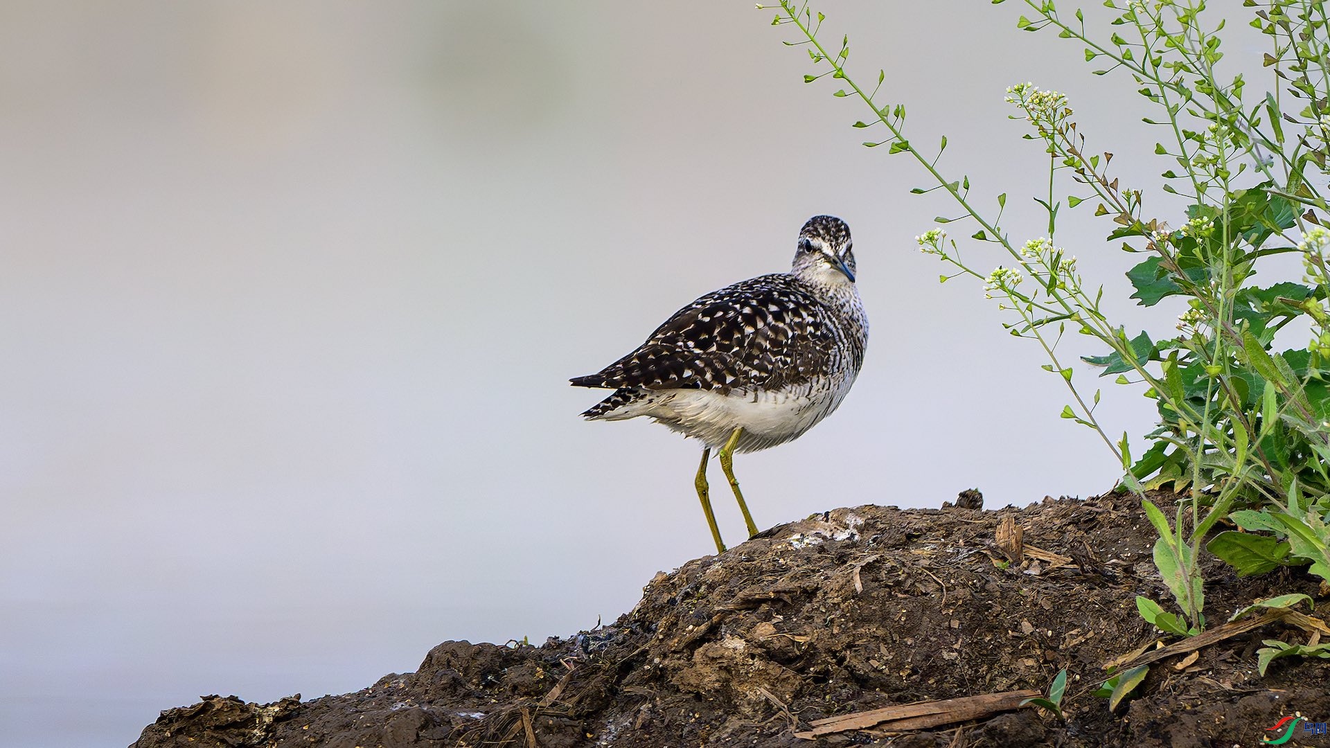 1_XXL8345-����ǿ-NR ����.jpeg