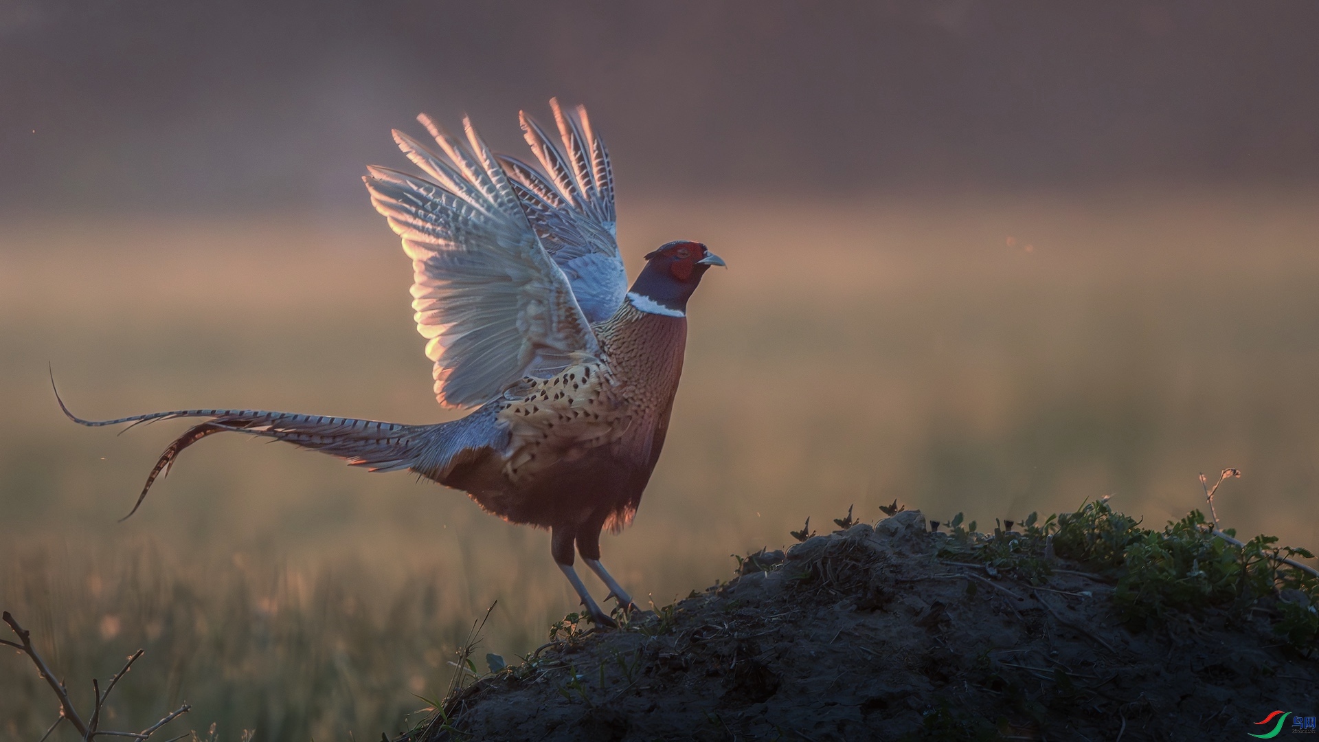 1_XXL9672-����ǿ-NR ����.jpg