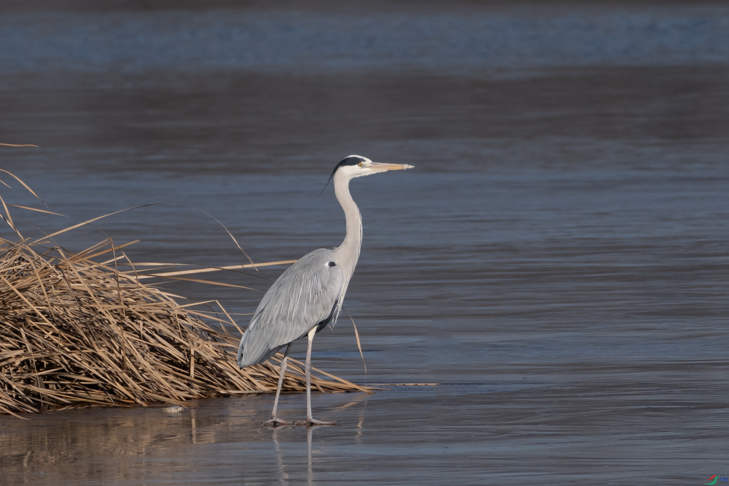 DSCF1306 ����.jpg