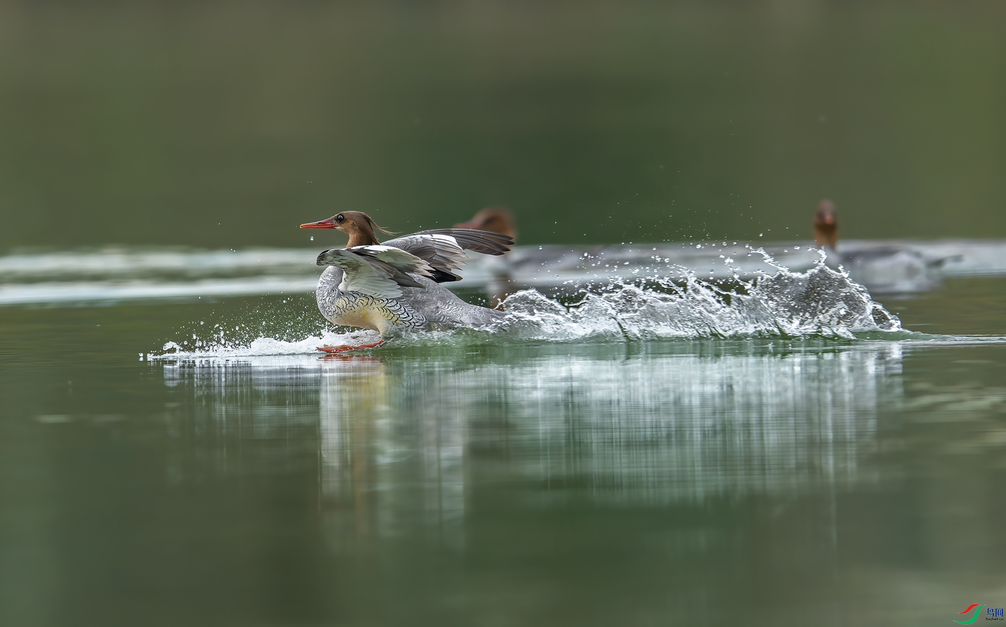 _DSC9480-NEF_DxO_DeepPRIME-1.jpg