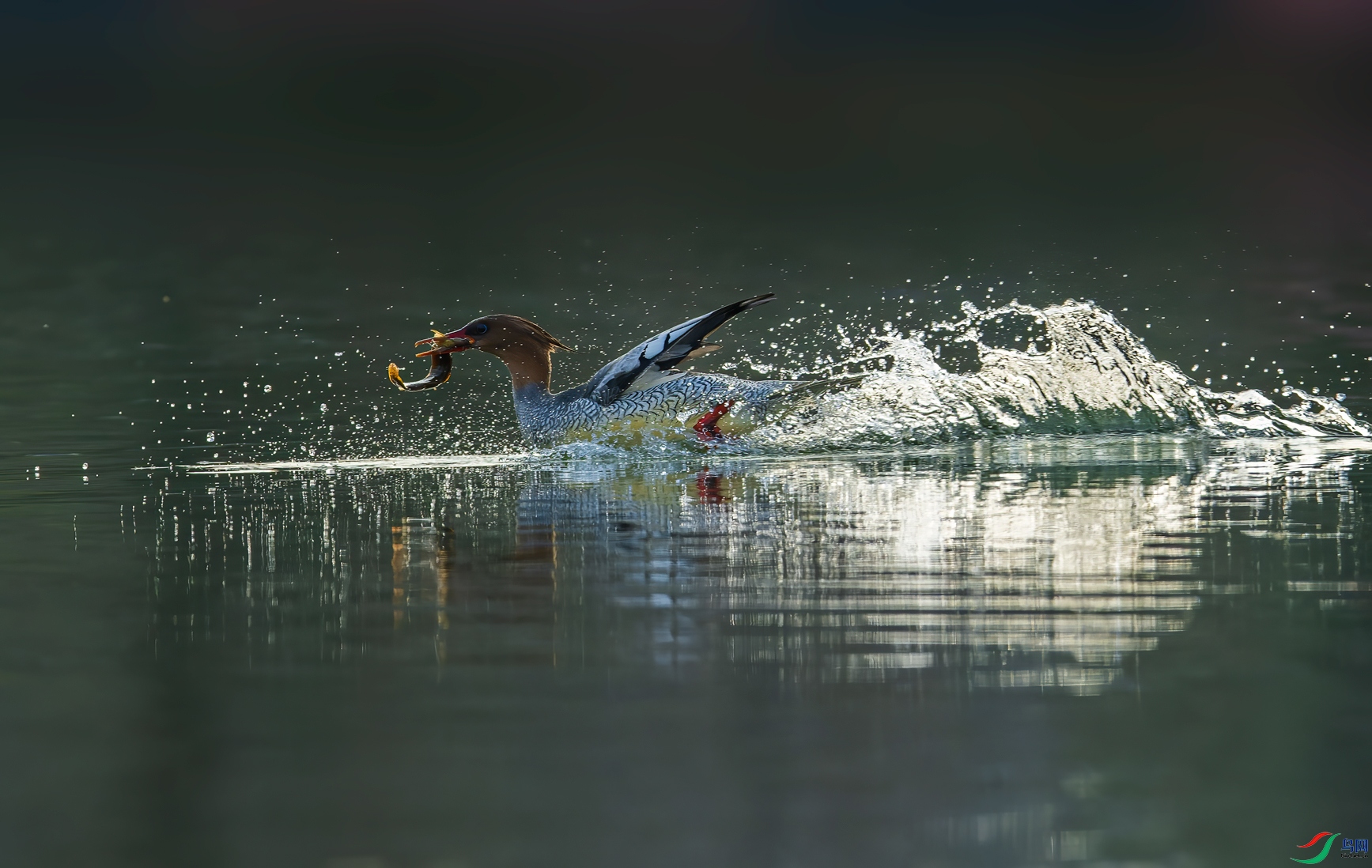 _DSC0620-NEF_DxO_DeepPRIME-1.jpg