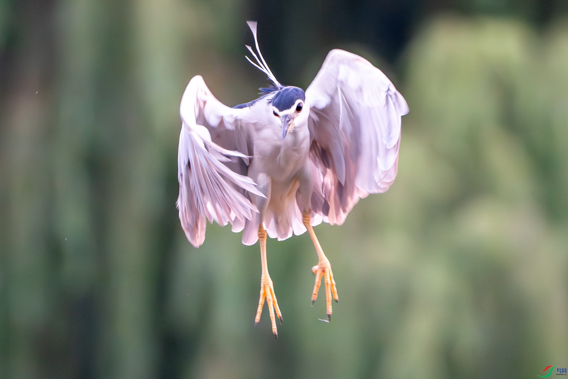 ҹ�����ŷ���