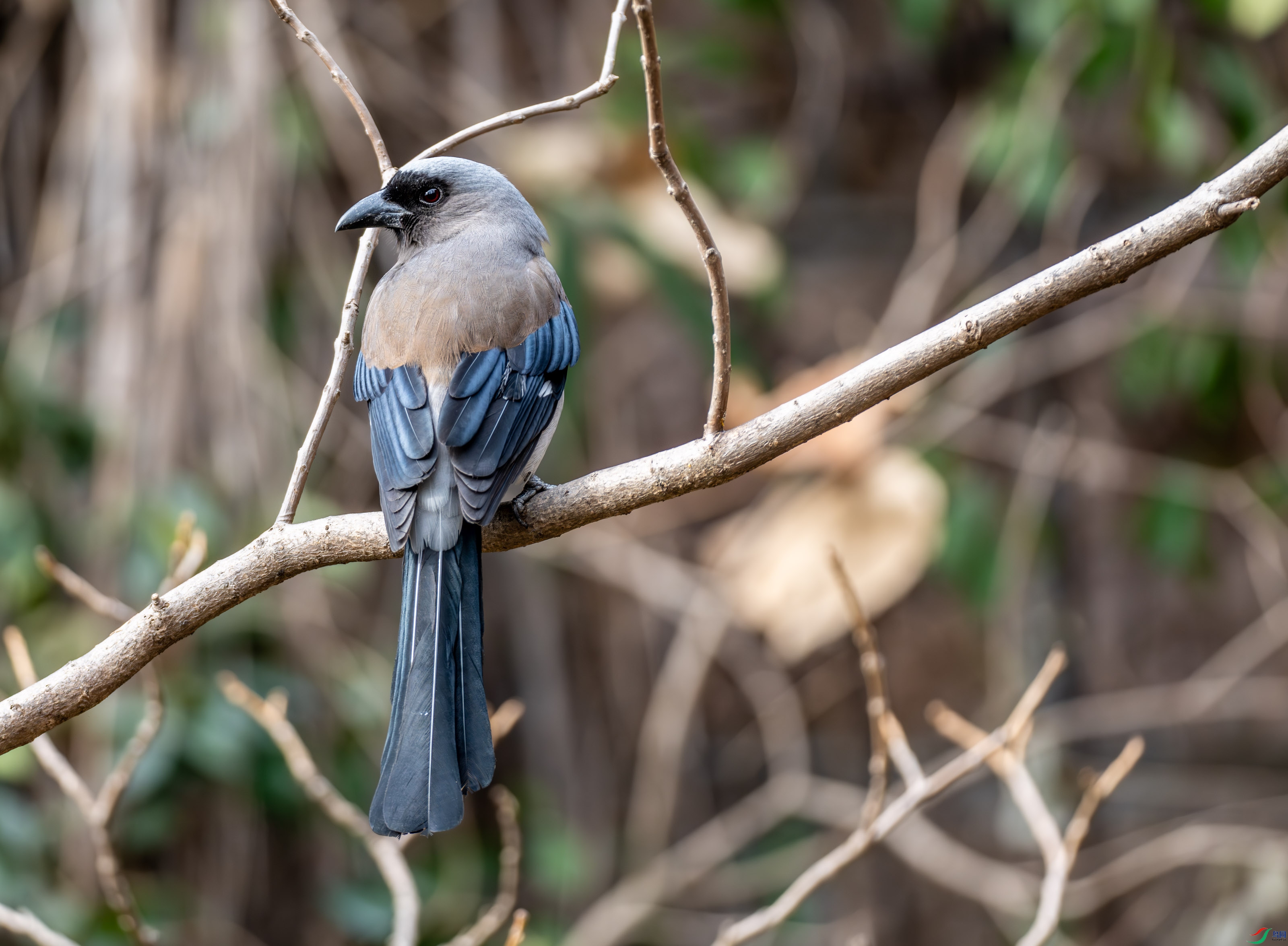 ����ȵ.jpg