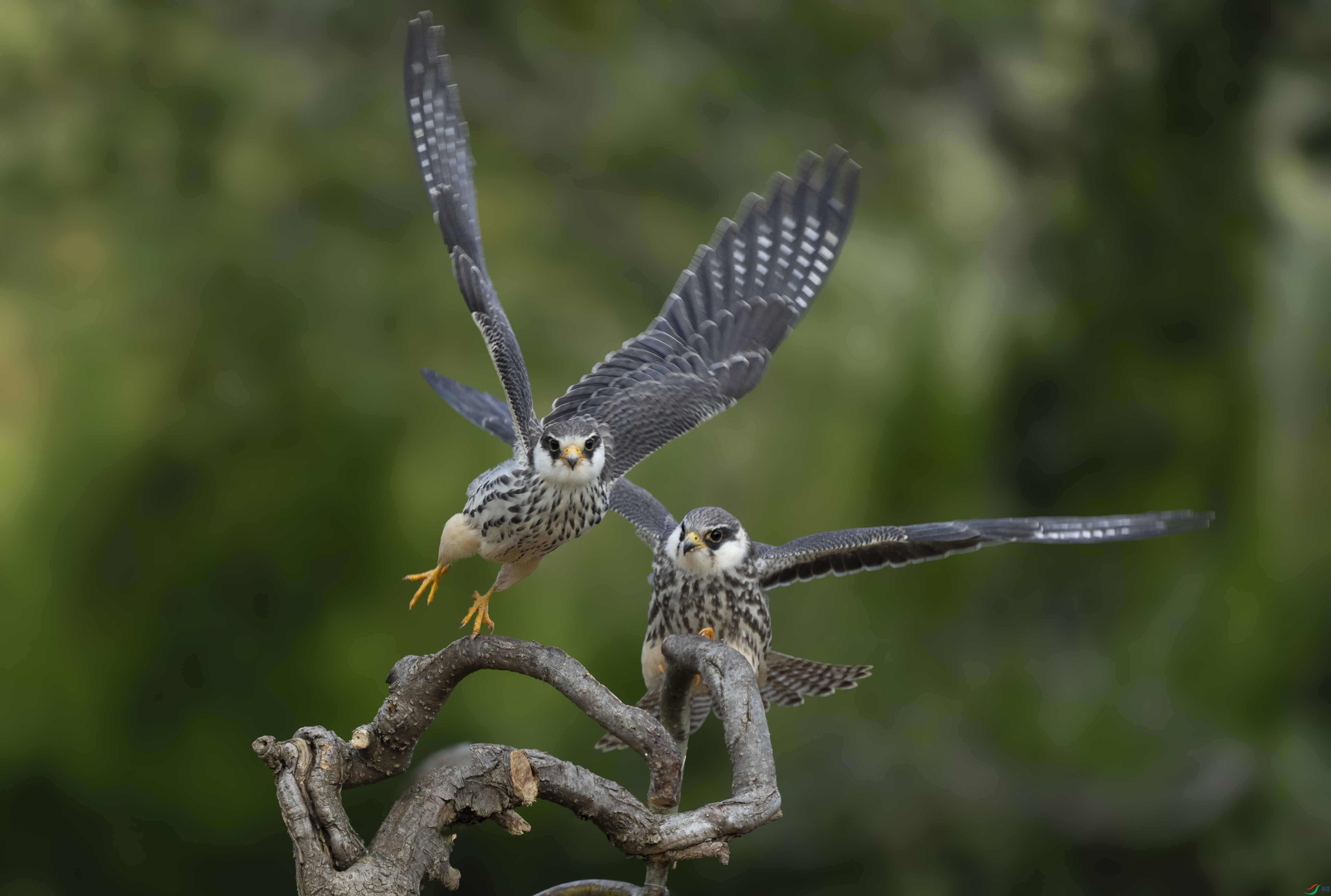 DSC04885 ����.jpg