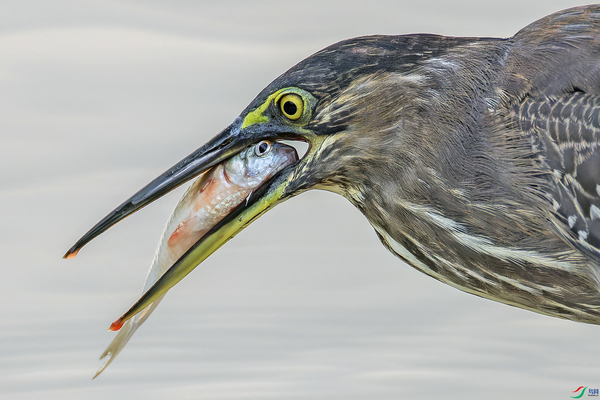 _97A4344-CR3 copy.jpg