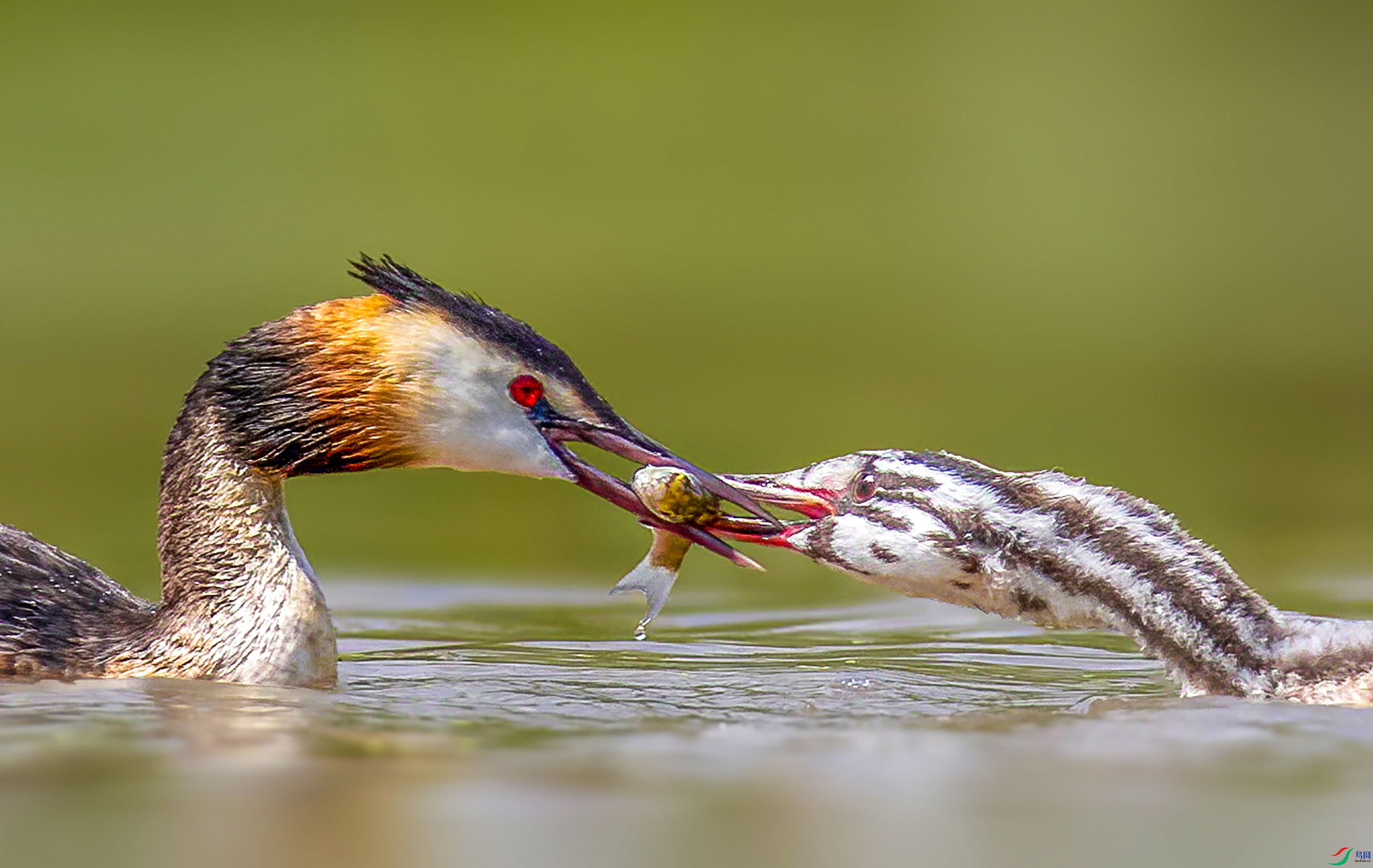 �ϴ�����Ƭ���кű���