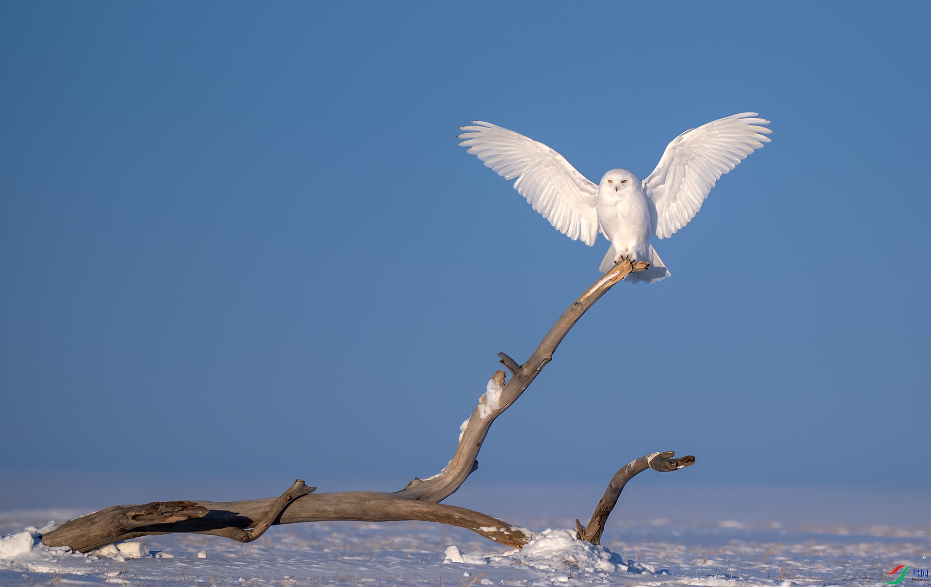 DSC_2570-����ǿ-NR ����.jpg